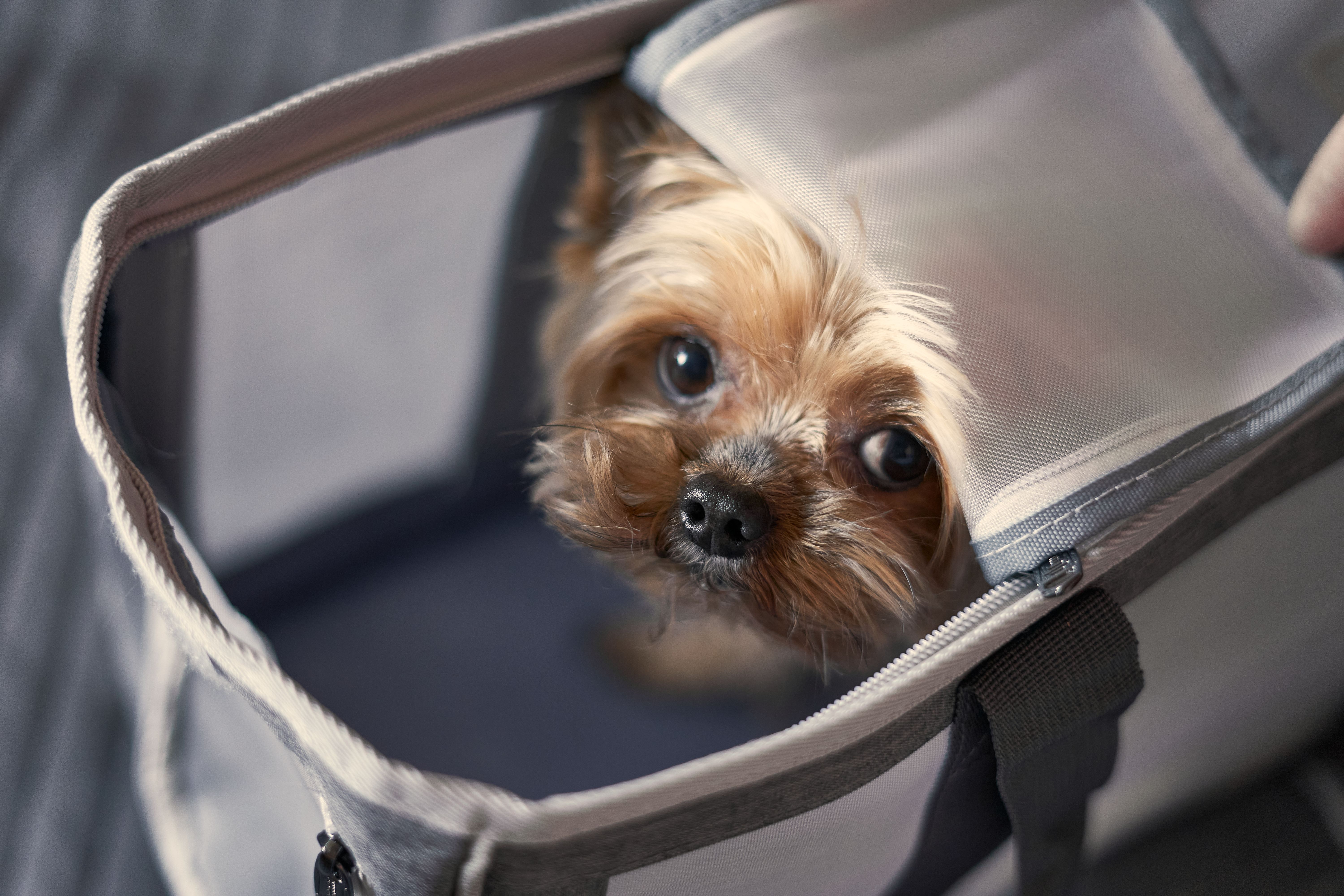 cane nel trasportino