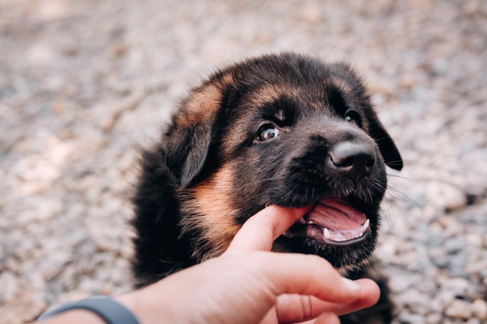cucciolo di cane mostra i denti