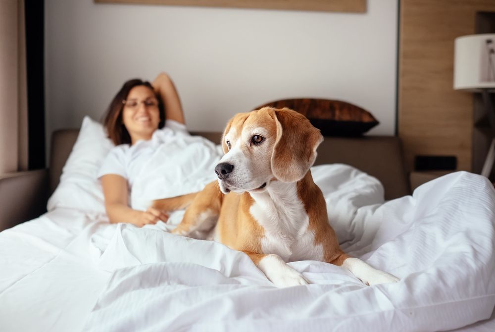 beagle sdraiato sul letto con la sua padrona