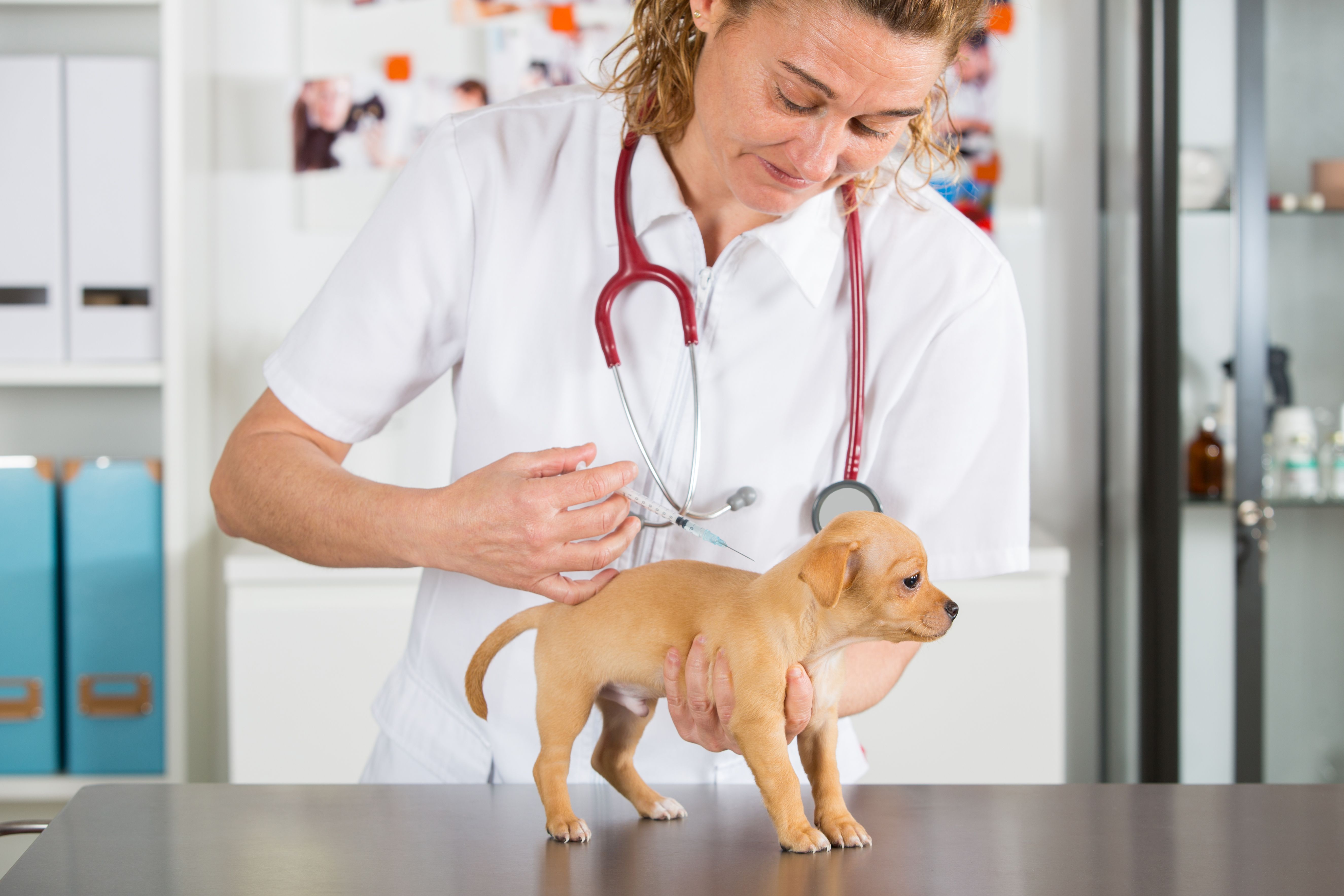veterinaria inietta vaccino a cucciolo di chihuahua