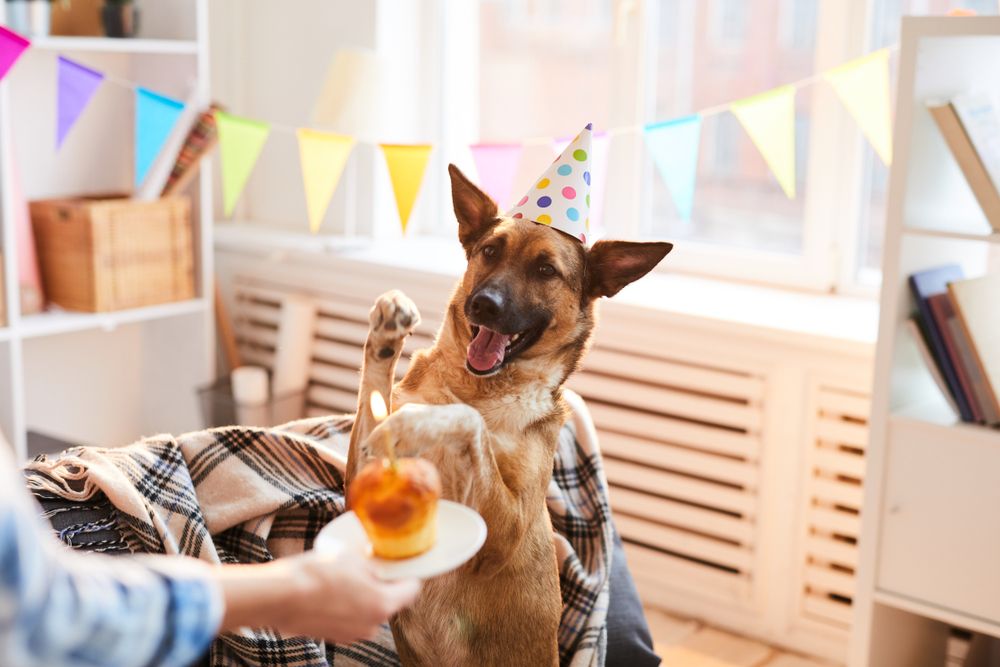 cane festeggia compleanno
