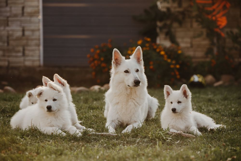  famiglia di pastori svizzeri bianchi in giardino, mamma e cuccioli