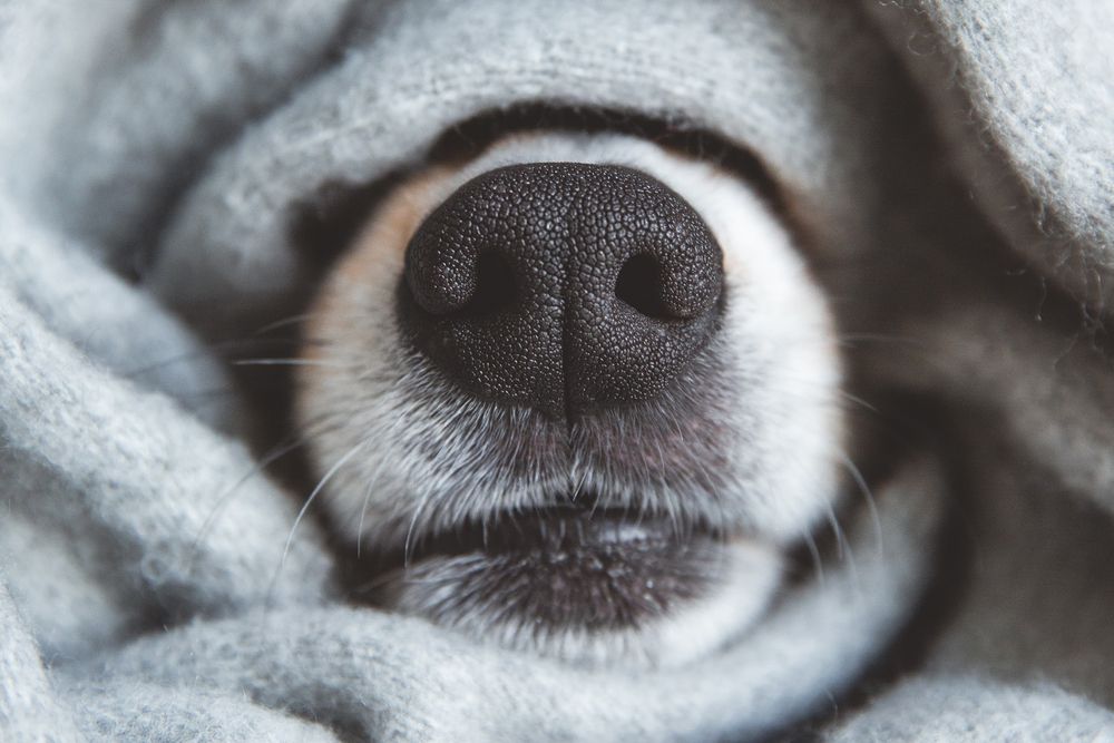 naso di cane avvolto in coperta grigia