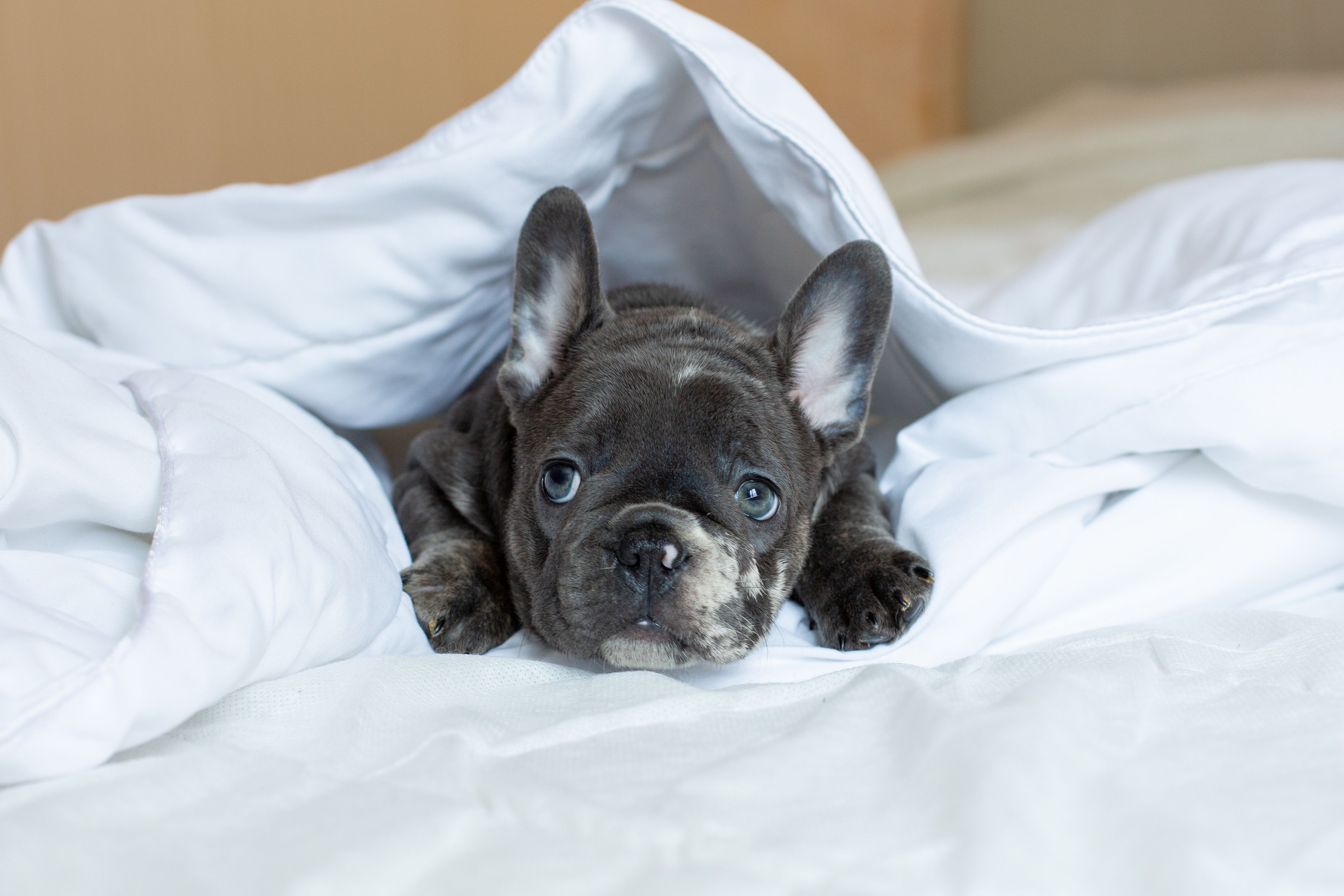 bulldog francese a letto