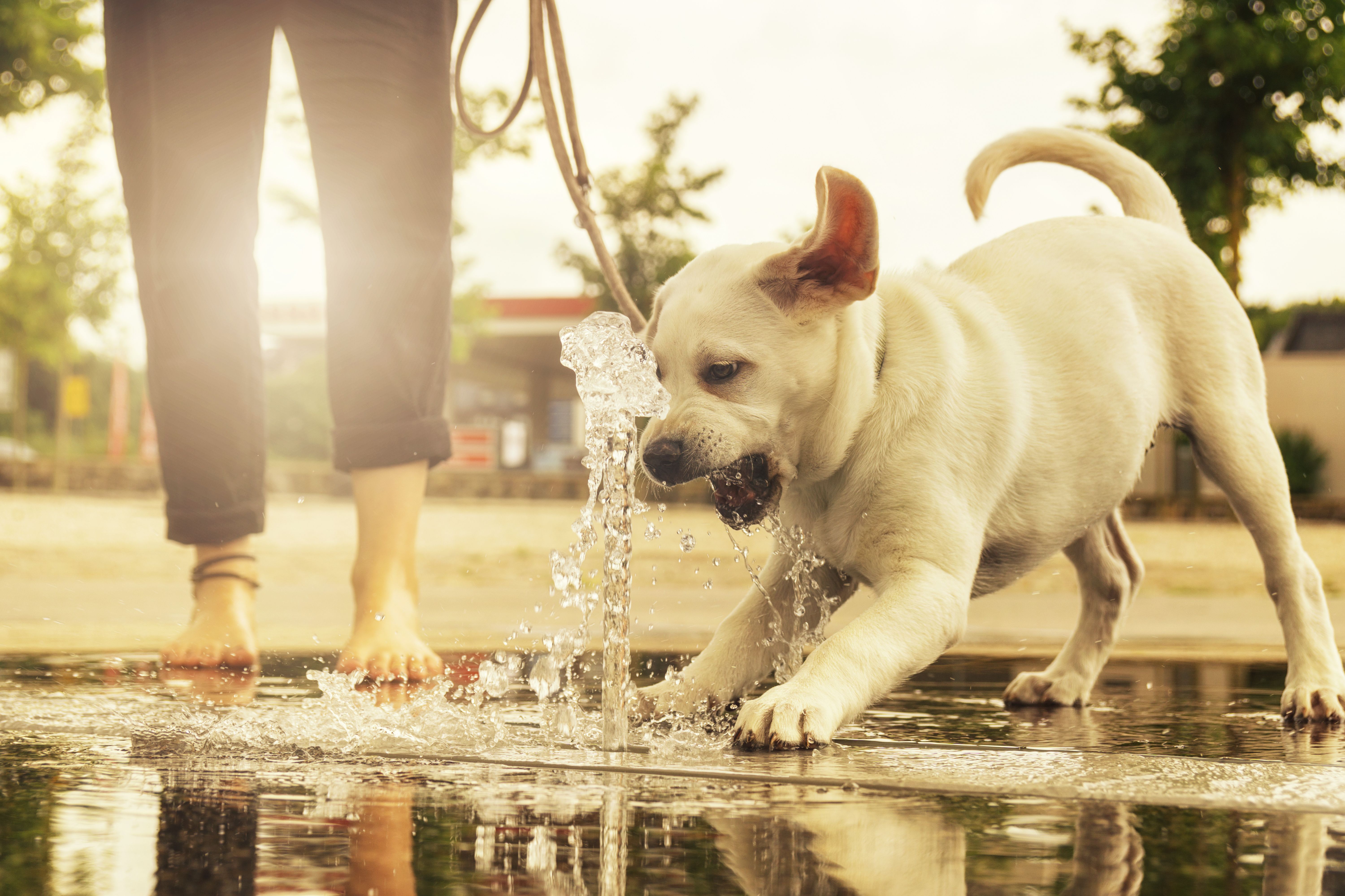 cane che gioca con l'acqua
