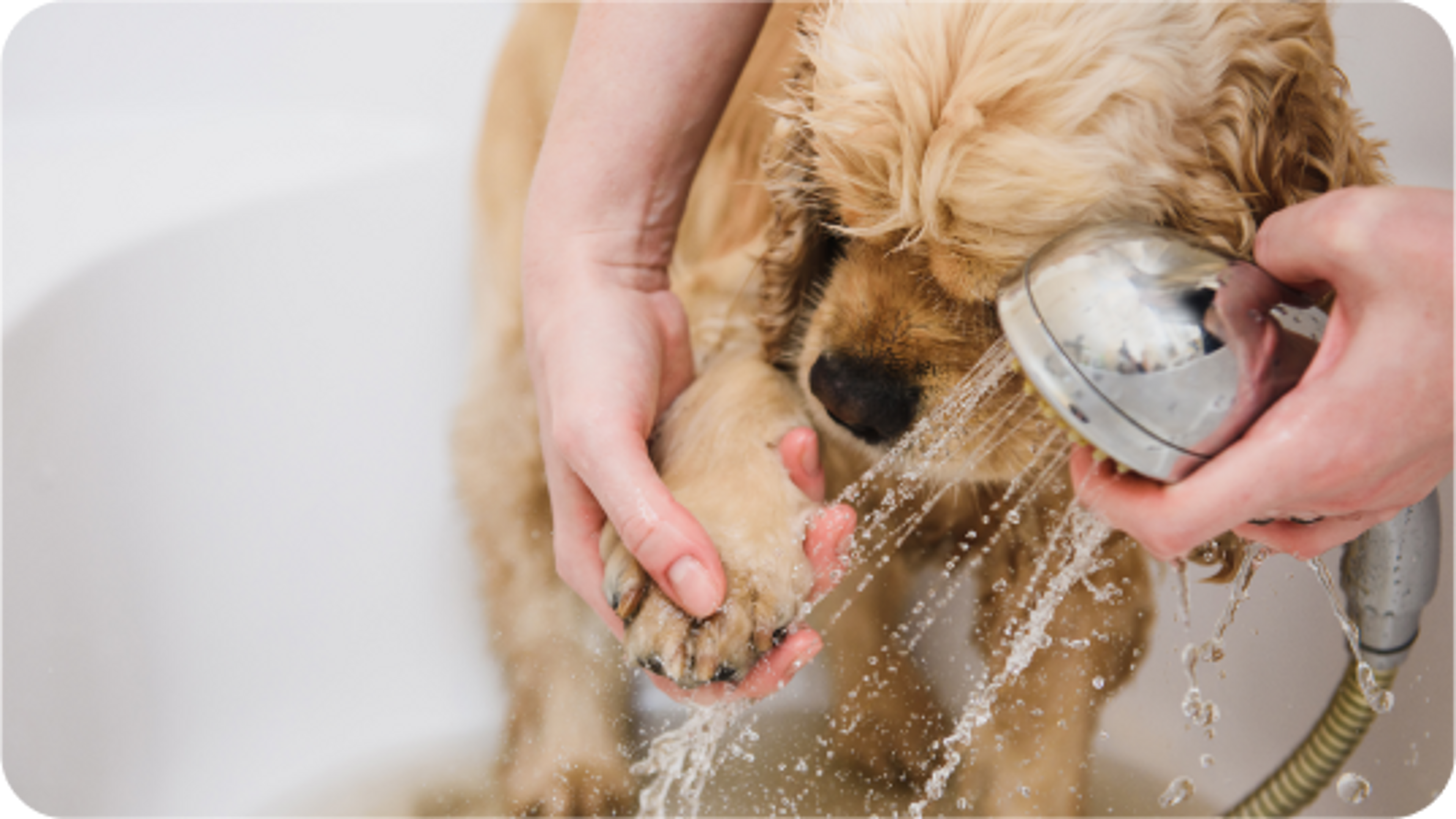 cane fa il bagnetto