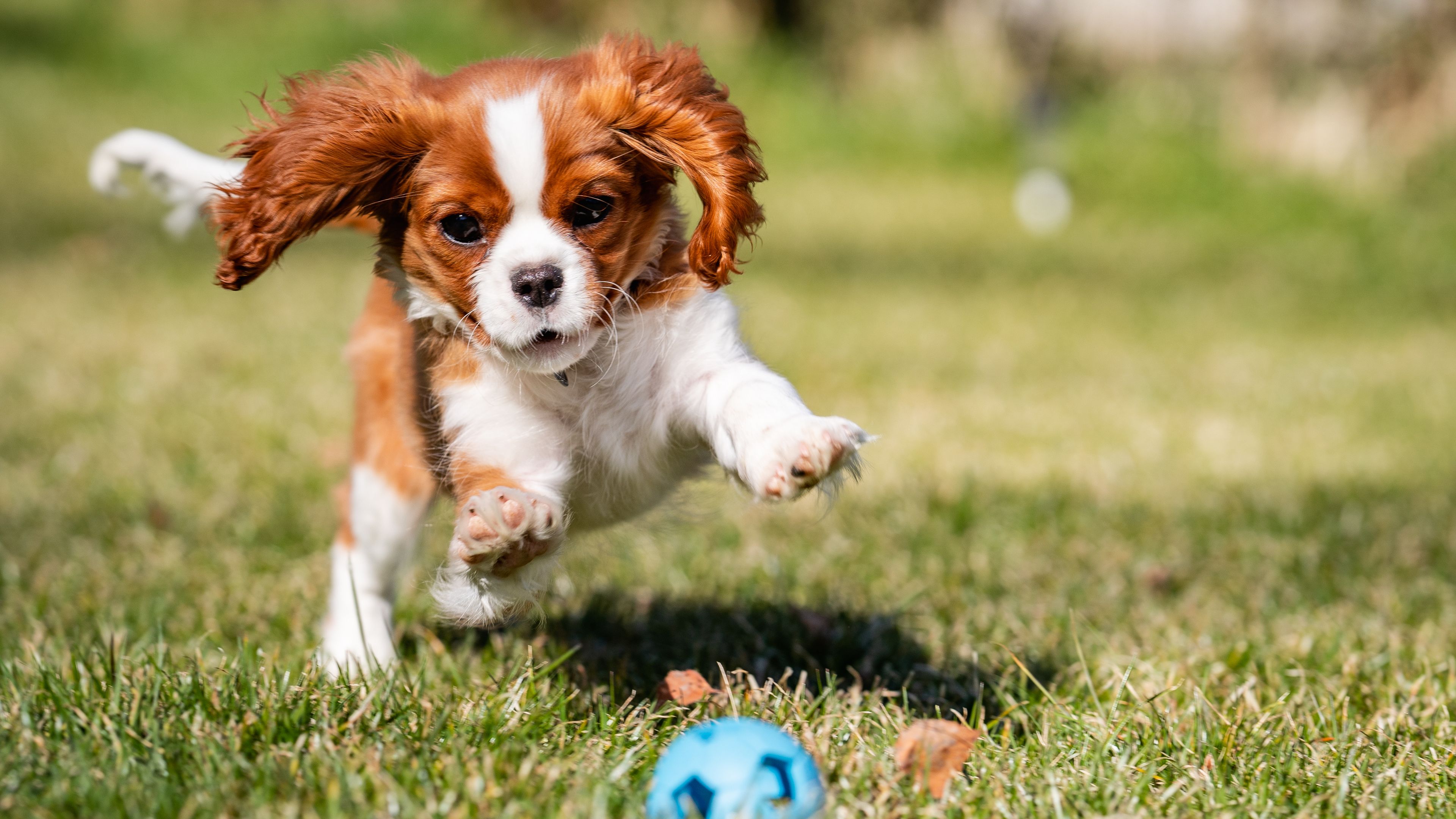 cane che rincorre una pallina in giardino