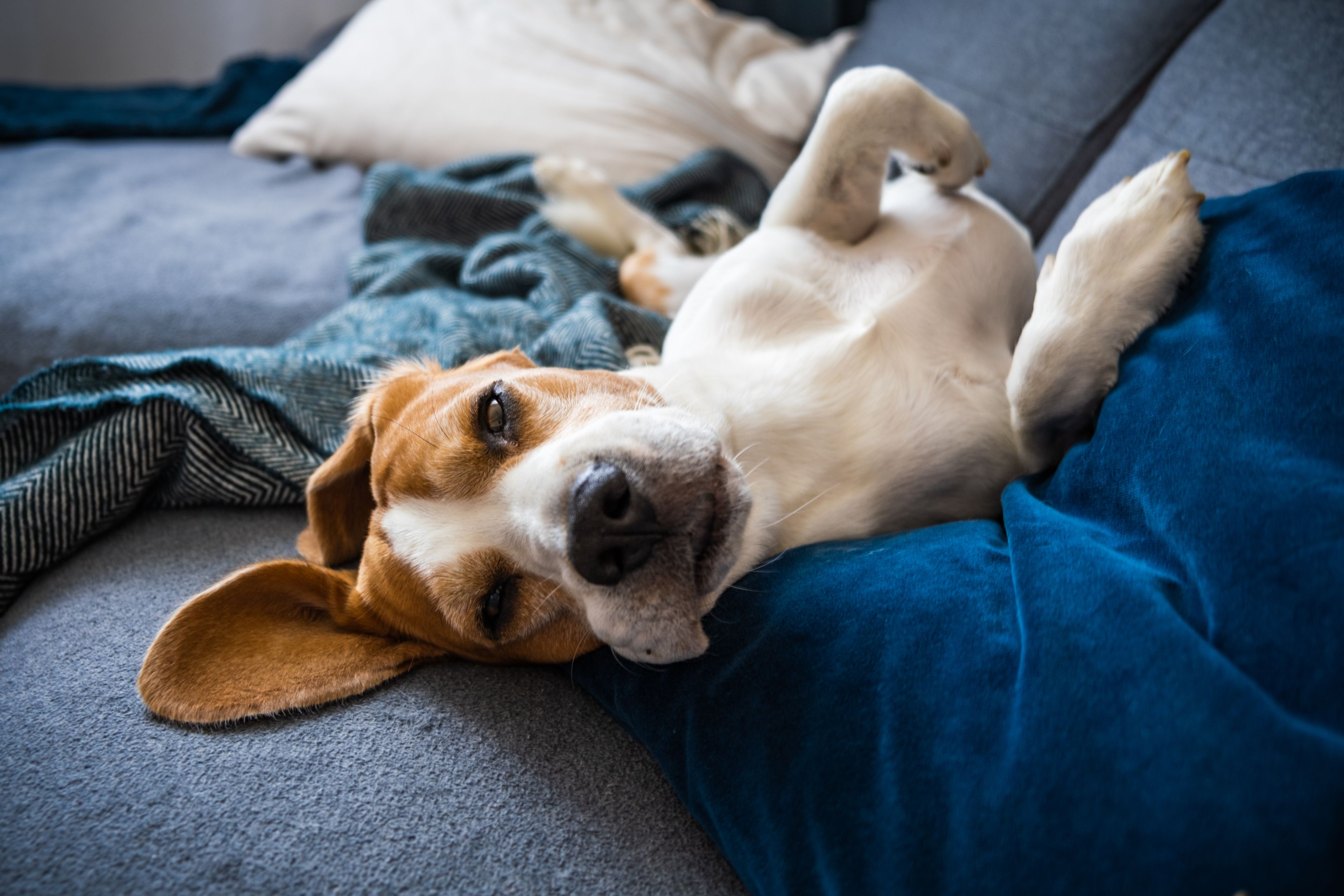 beagle dorme a pancia in su su un divano blu