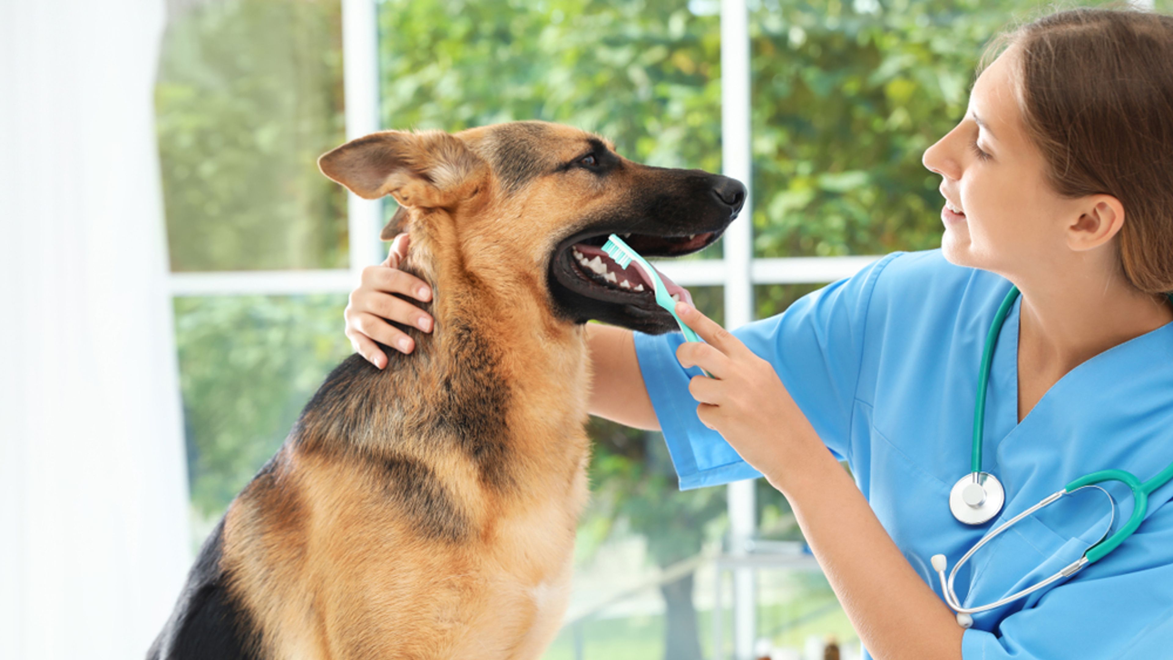 veterinaria pulisce denti a un pastore tedesco 