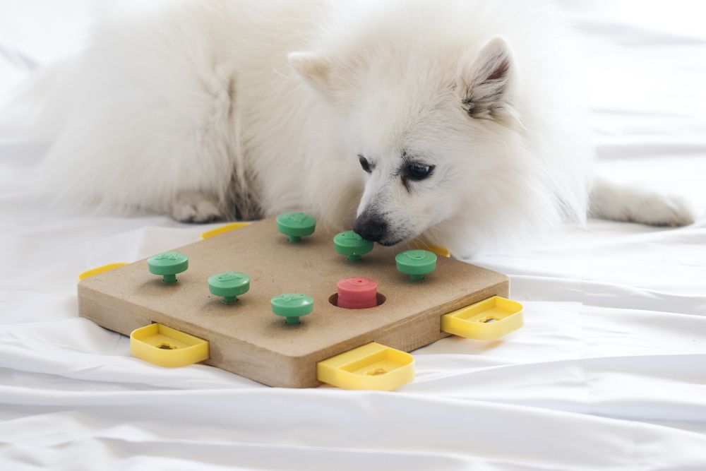 cane bianco gioca con un gioco di intelligenza sul pavimento