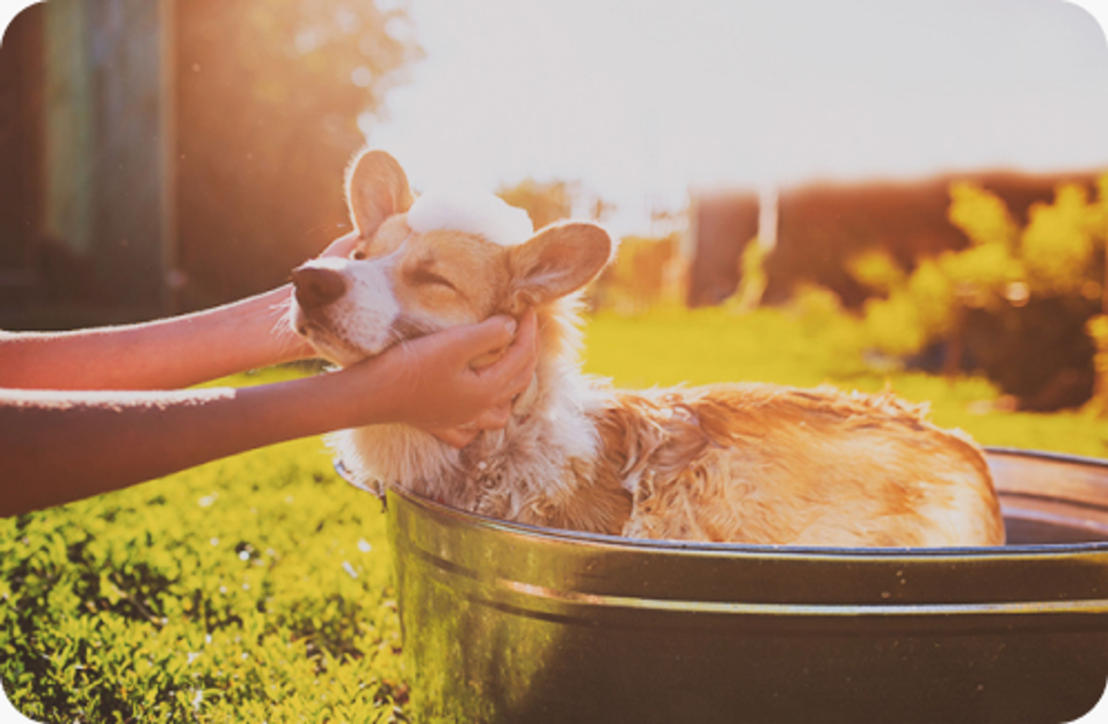 cane si fa il bagno in una bacinella