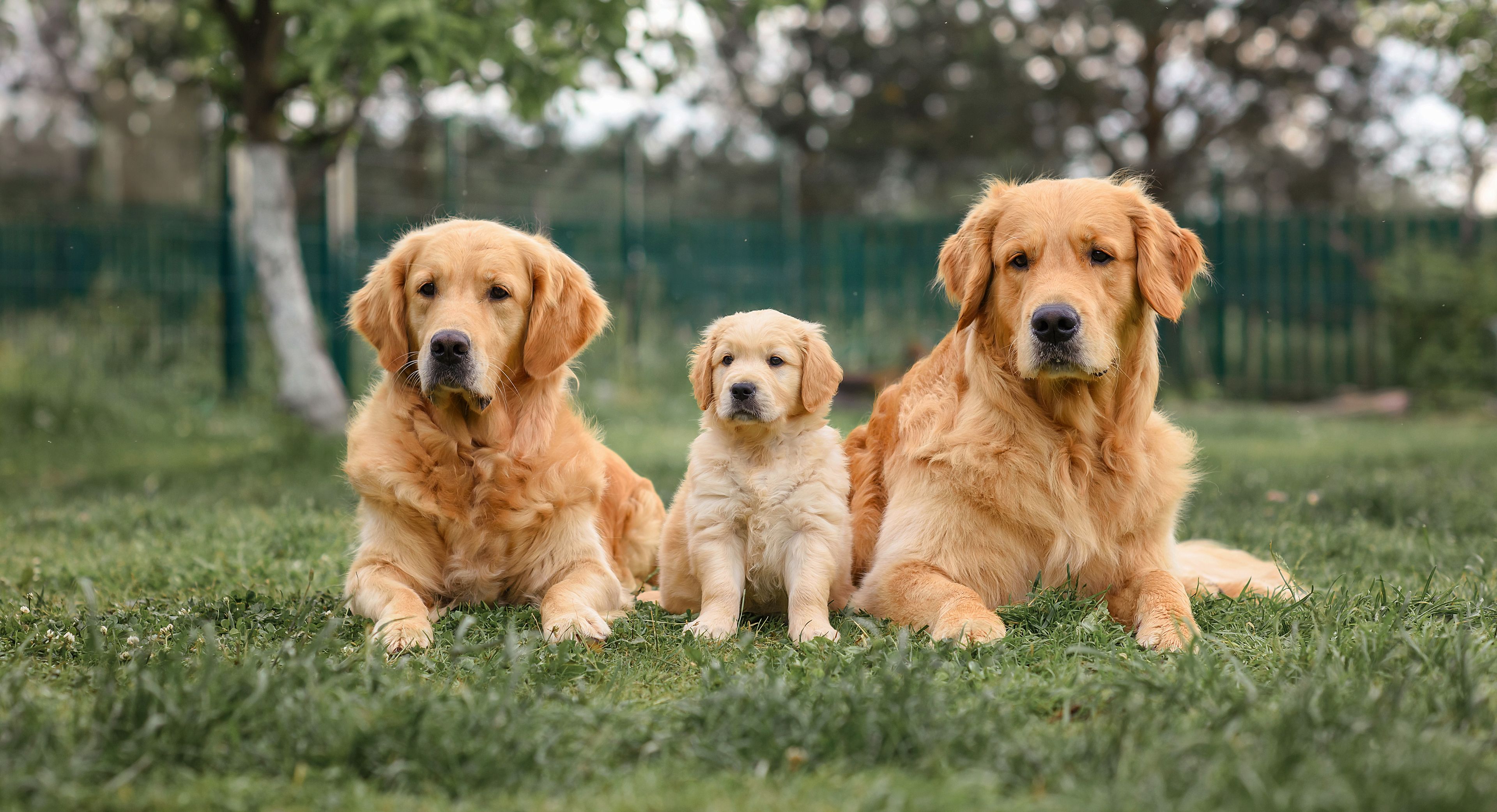 Golden retriever adulto e cucciolo
