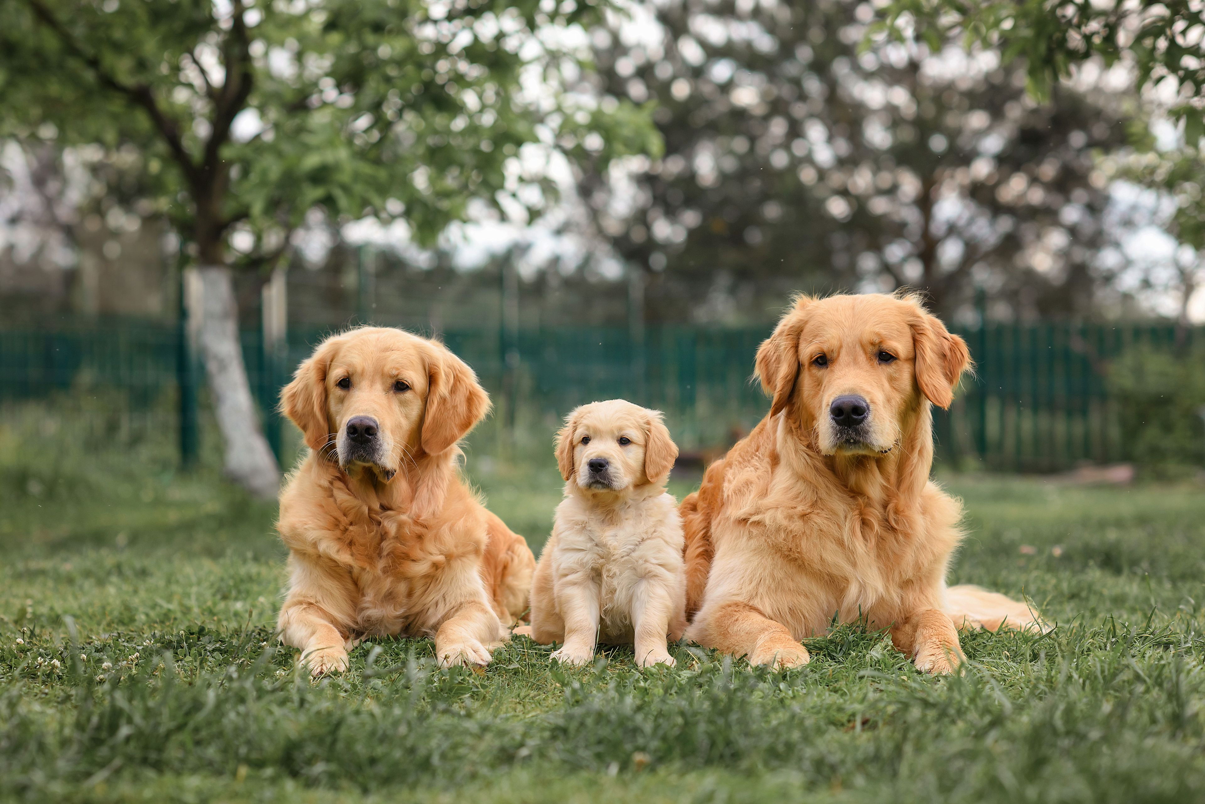 golden retriever adulti e cucciolo
