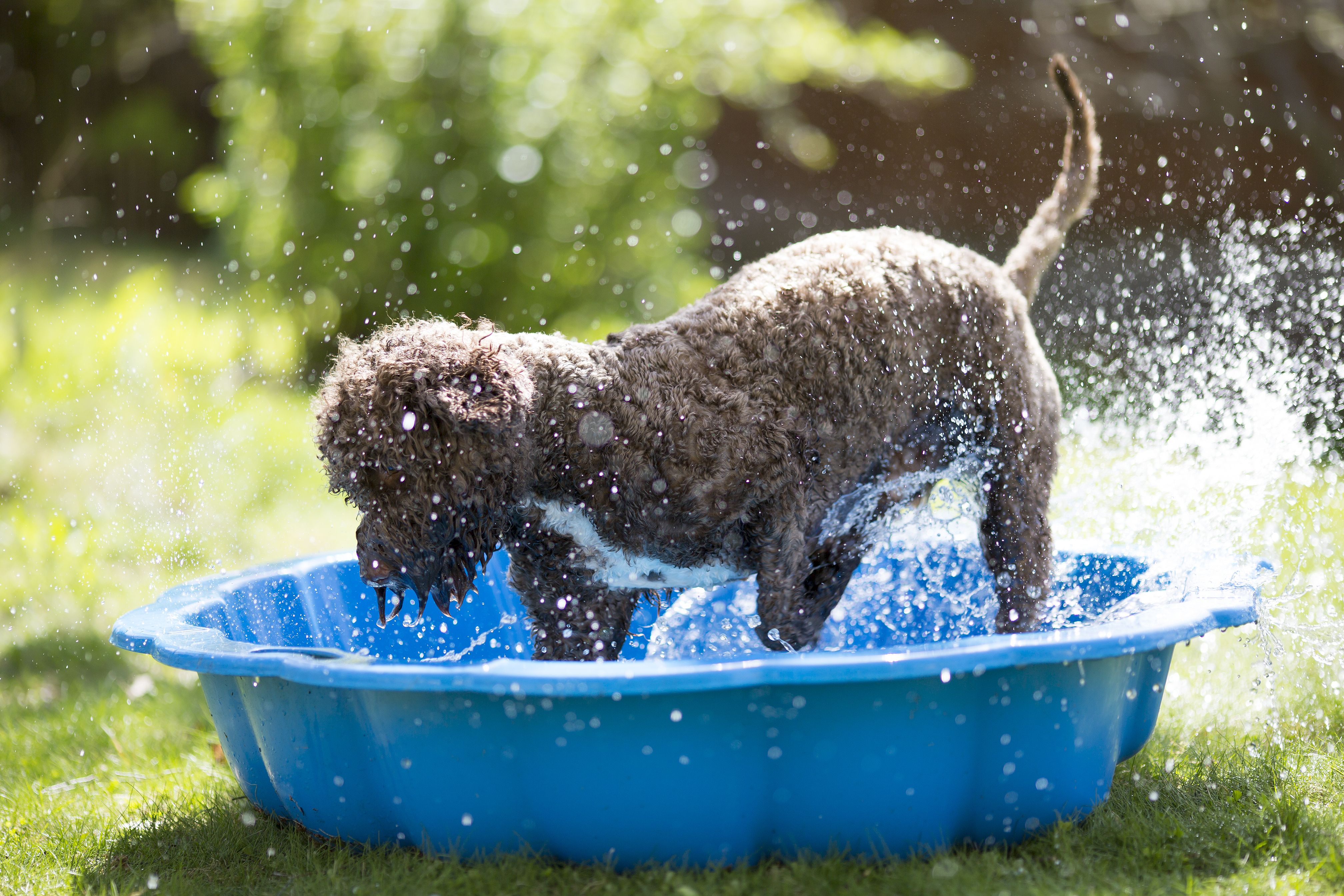 cane che gioca con l’acqua
