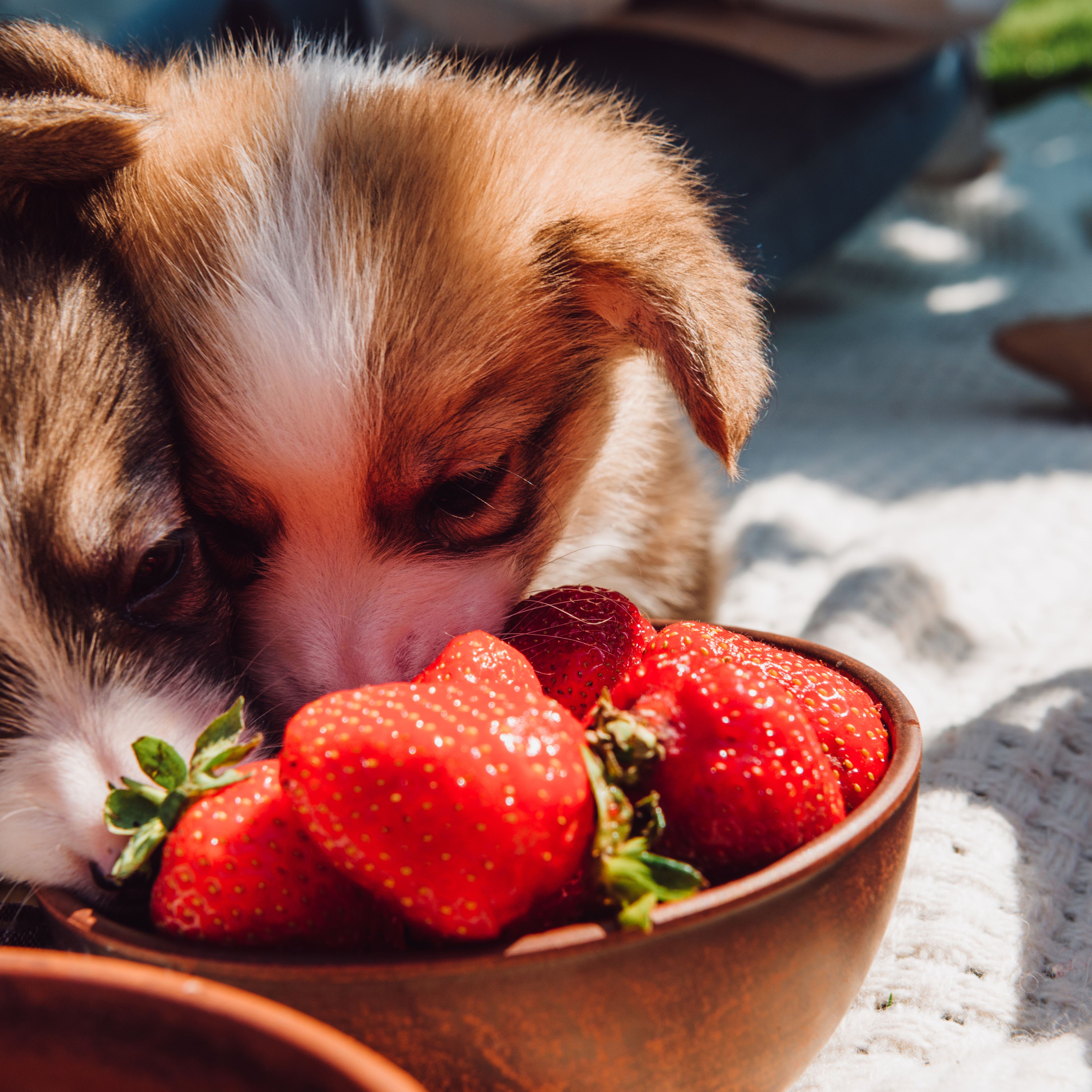 cuccioli mangiano le fragole