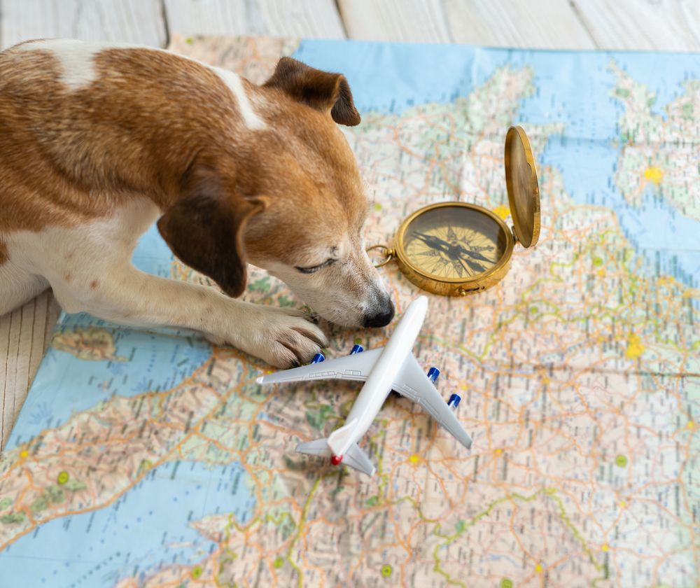 cane gioca con aeroplano su una cartina geografica