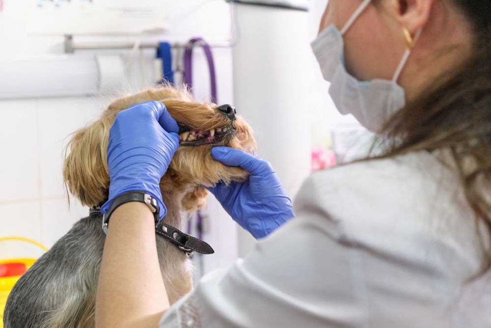 cane si fa controllare i denti dalla veterinaria