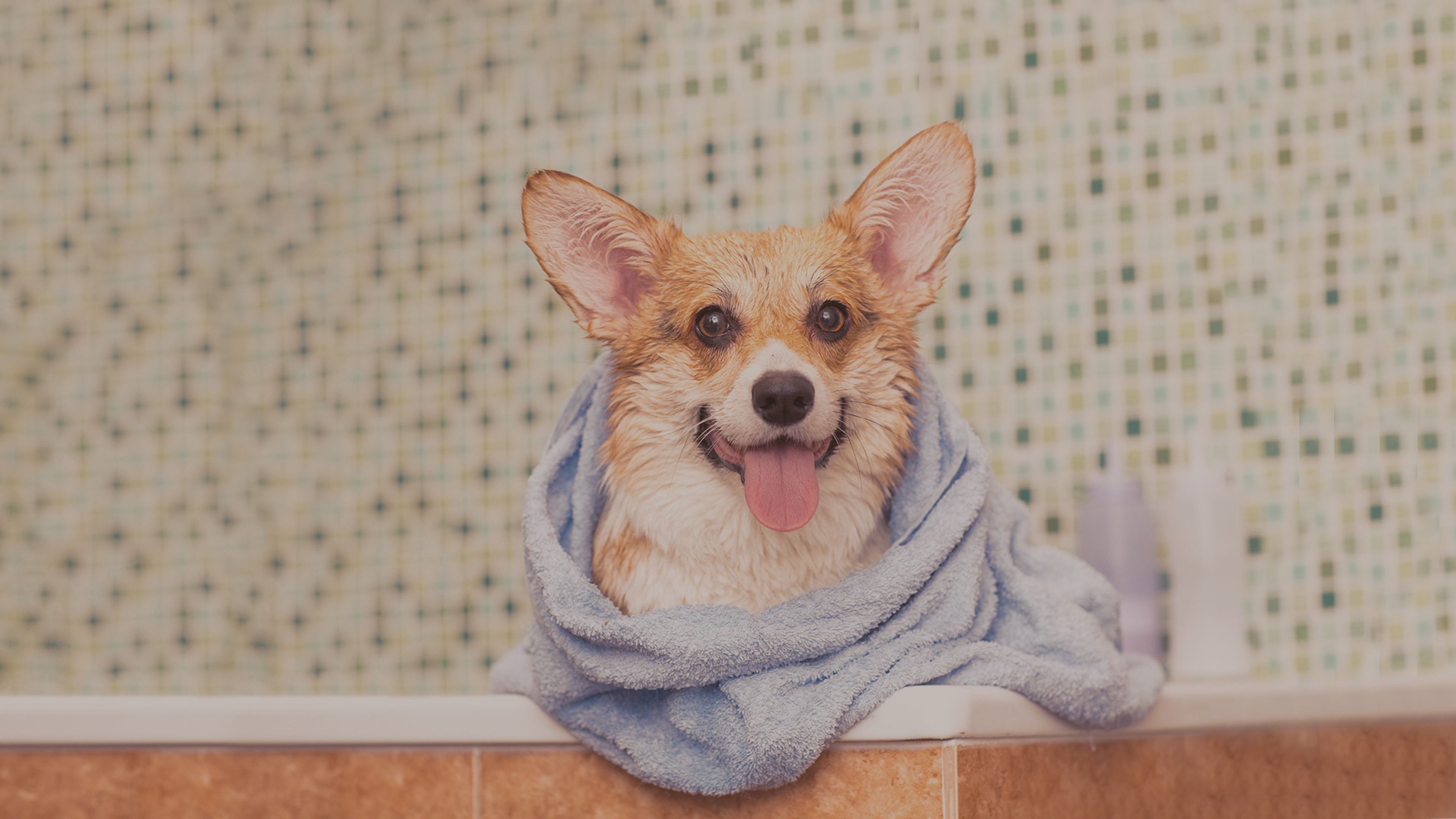 cane nella vasca con asciugamano
