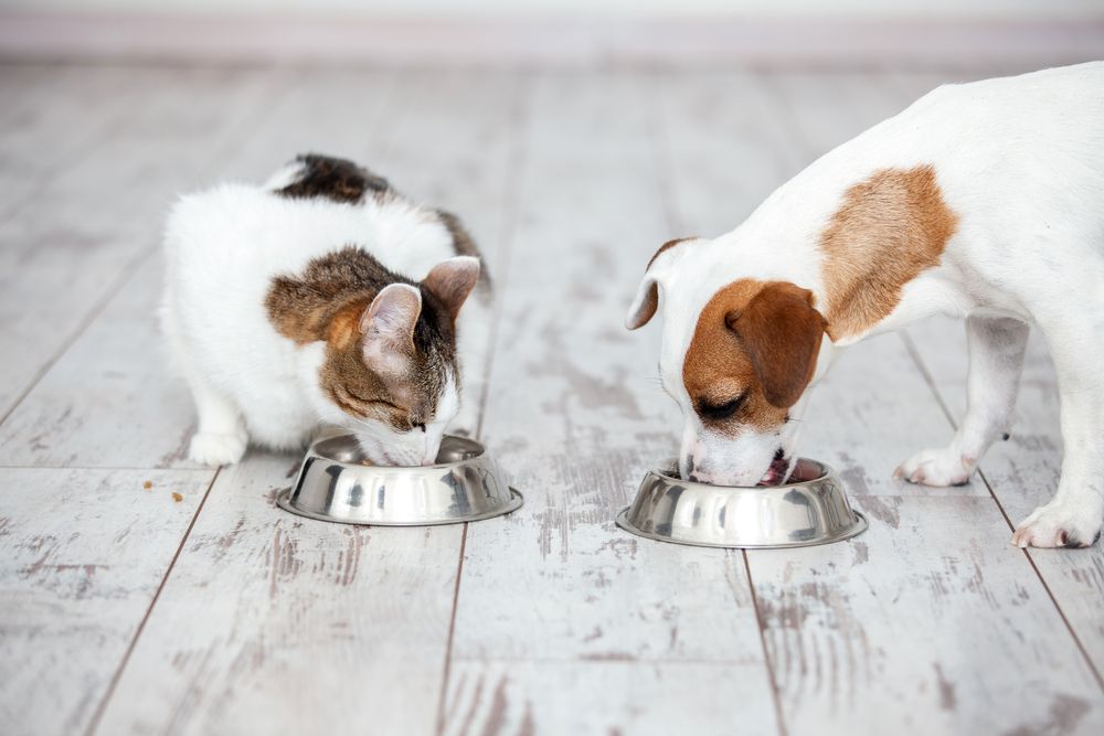 cane e gatto mangiano dalle loro ciotole