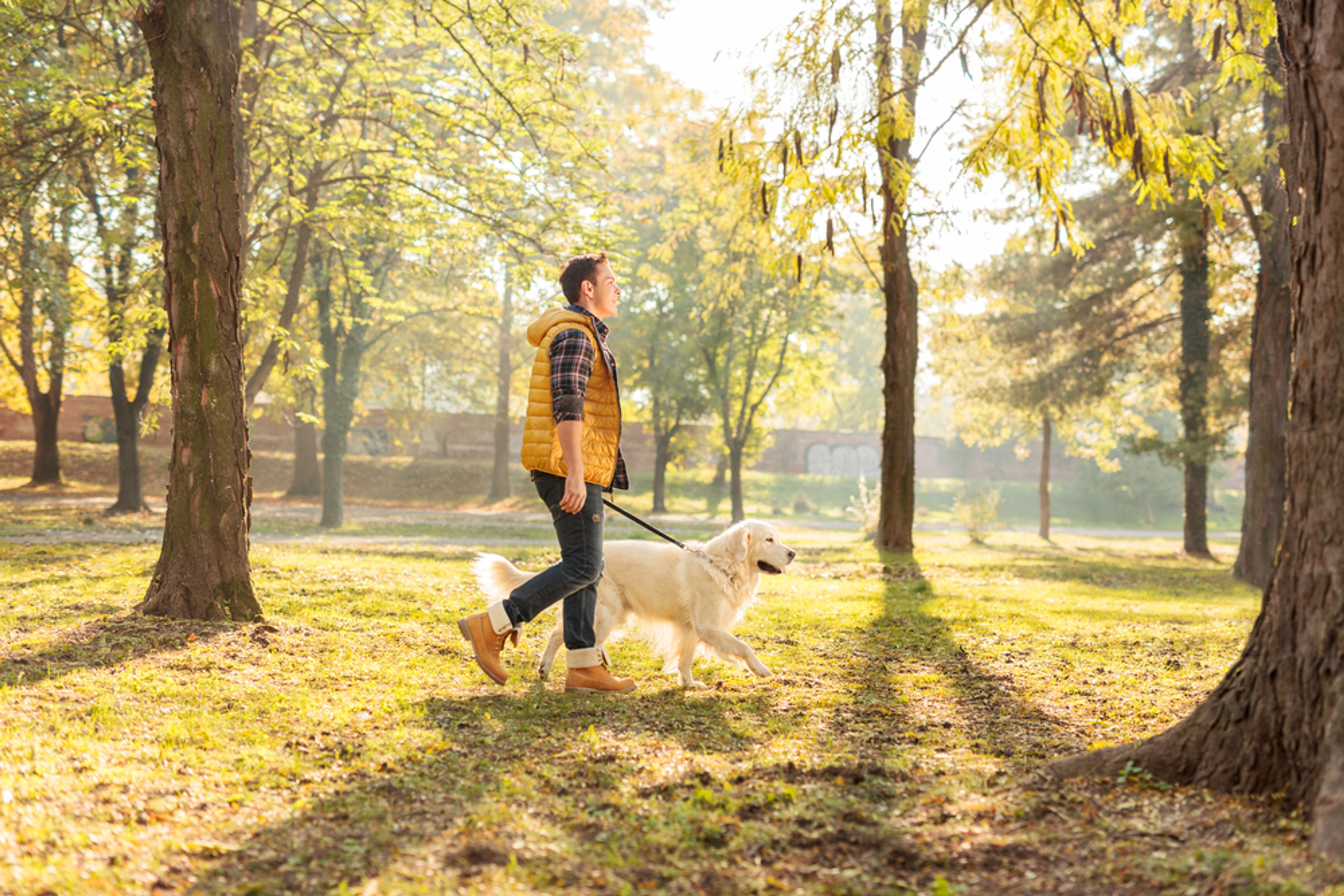 uomo e cane passeggiano in mezzo al parco con guinzaglio