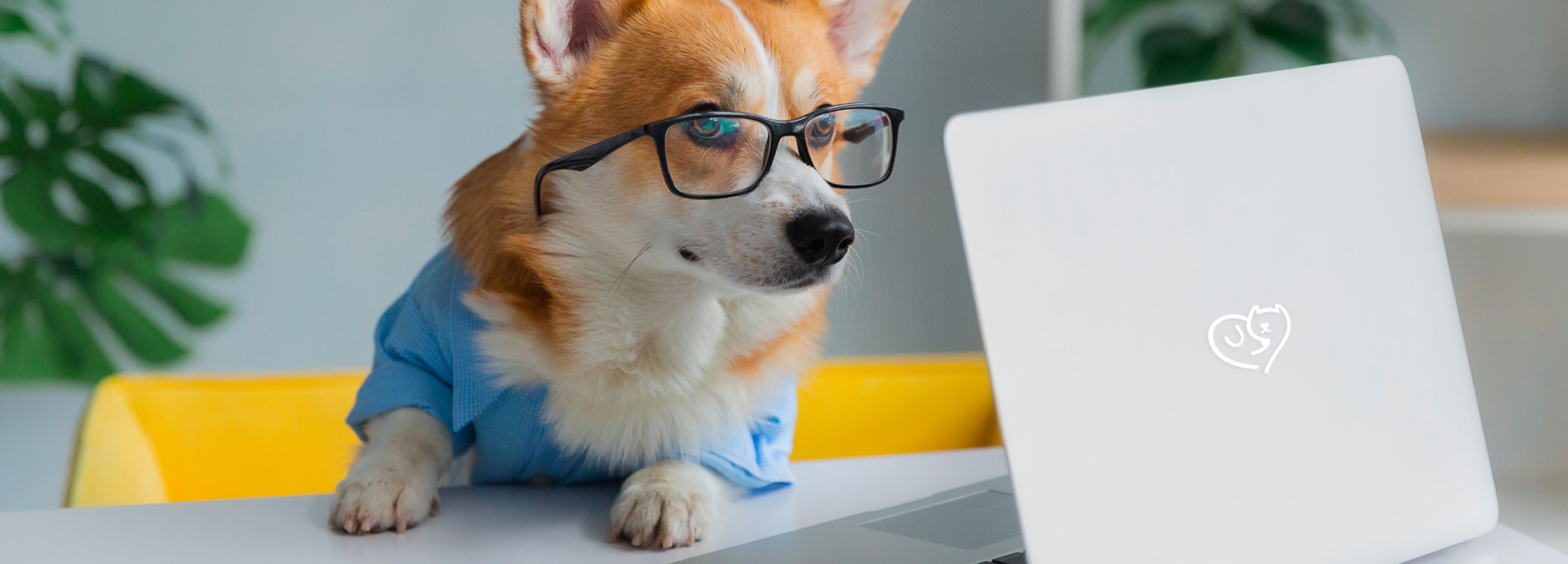 cane con occhiali del guarda pc