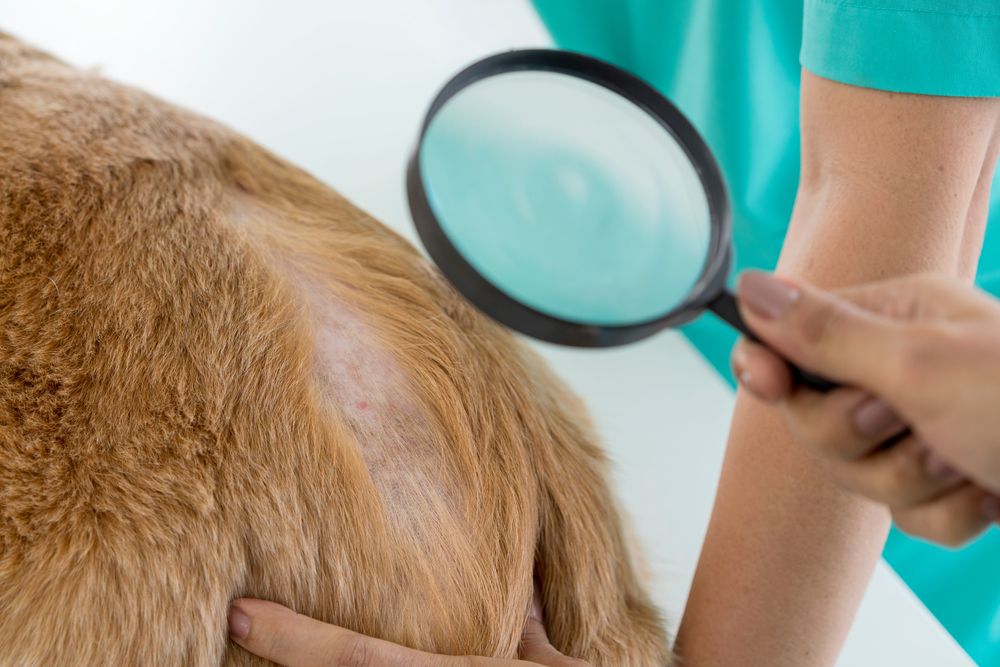 veterinario controlla il pelo del cane