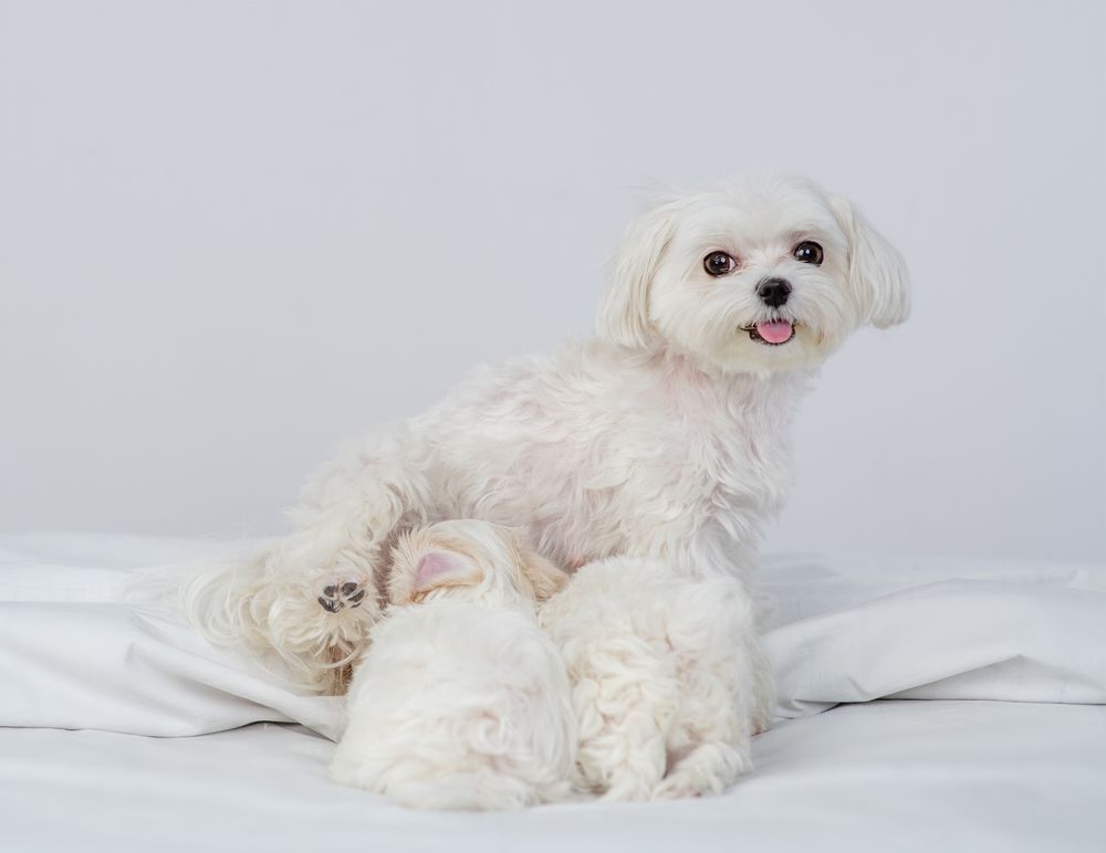 cane maltese allatta i suoi cuccioli