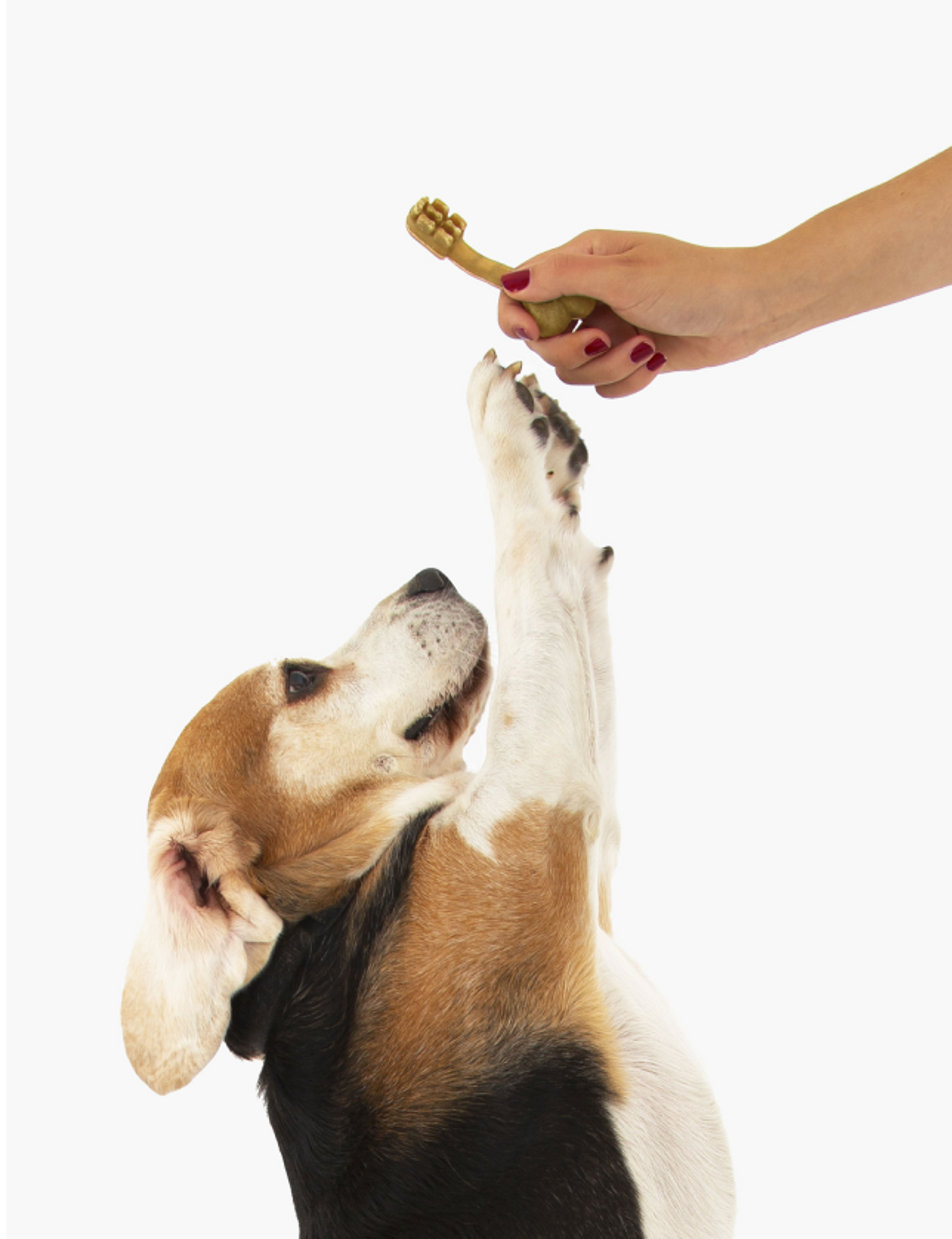 beagle con spazzolino amusi