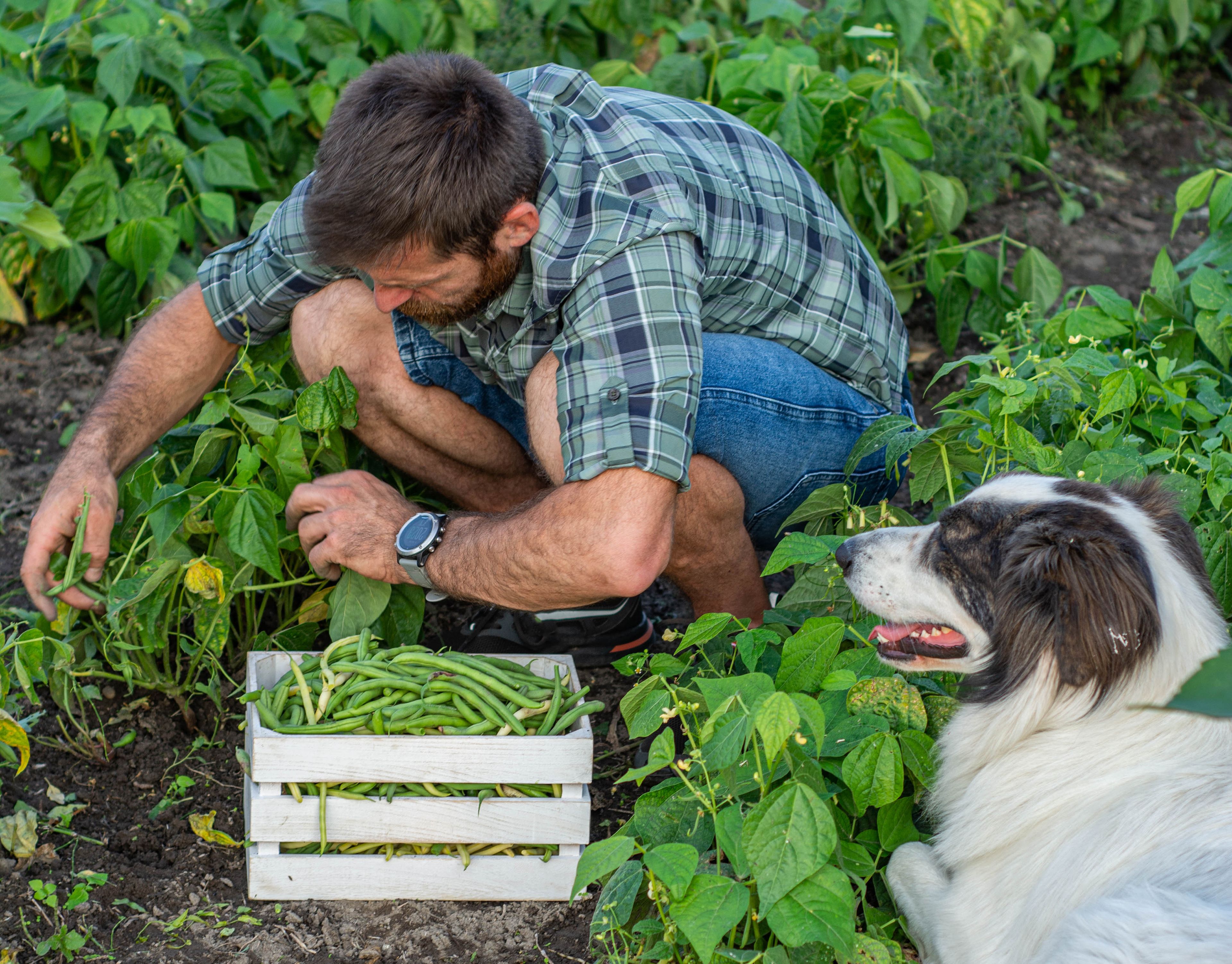 uomo e cane in un campo di fagiolini
