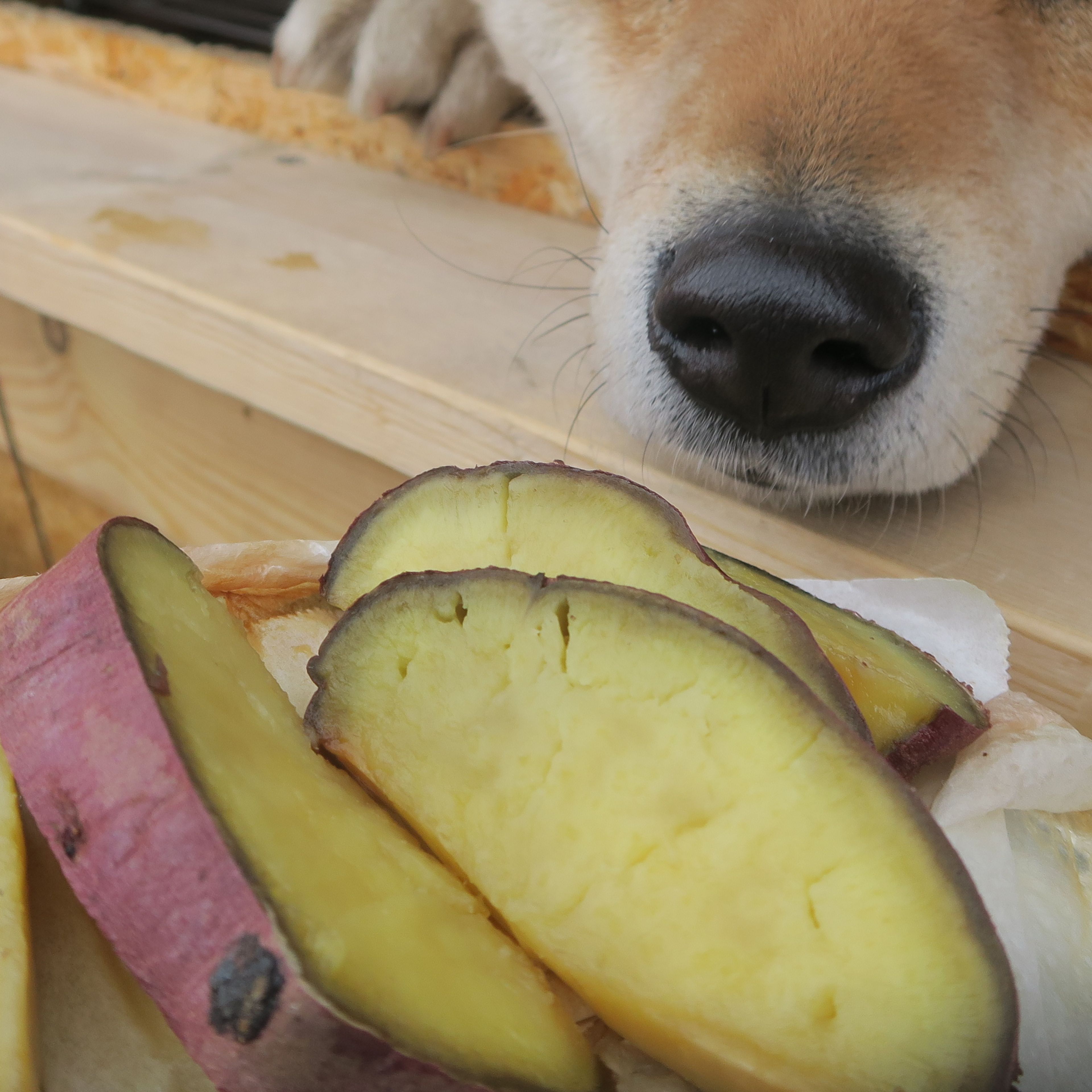cane che osserva delle patate sbucciate