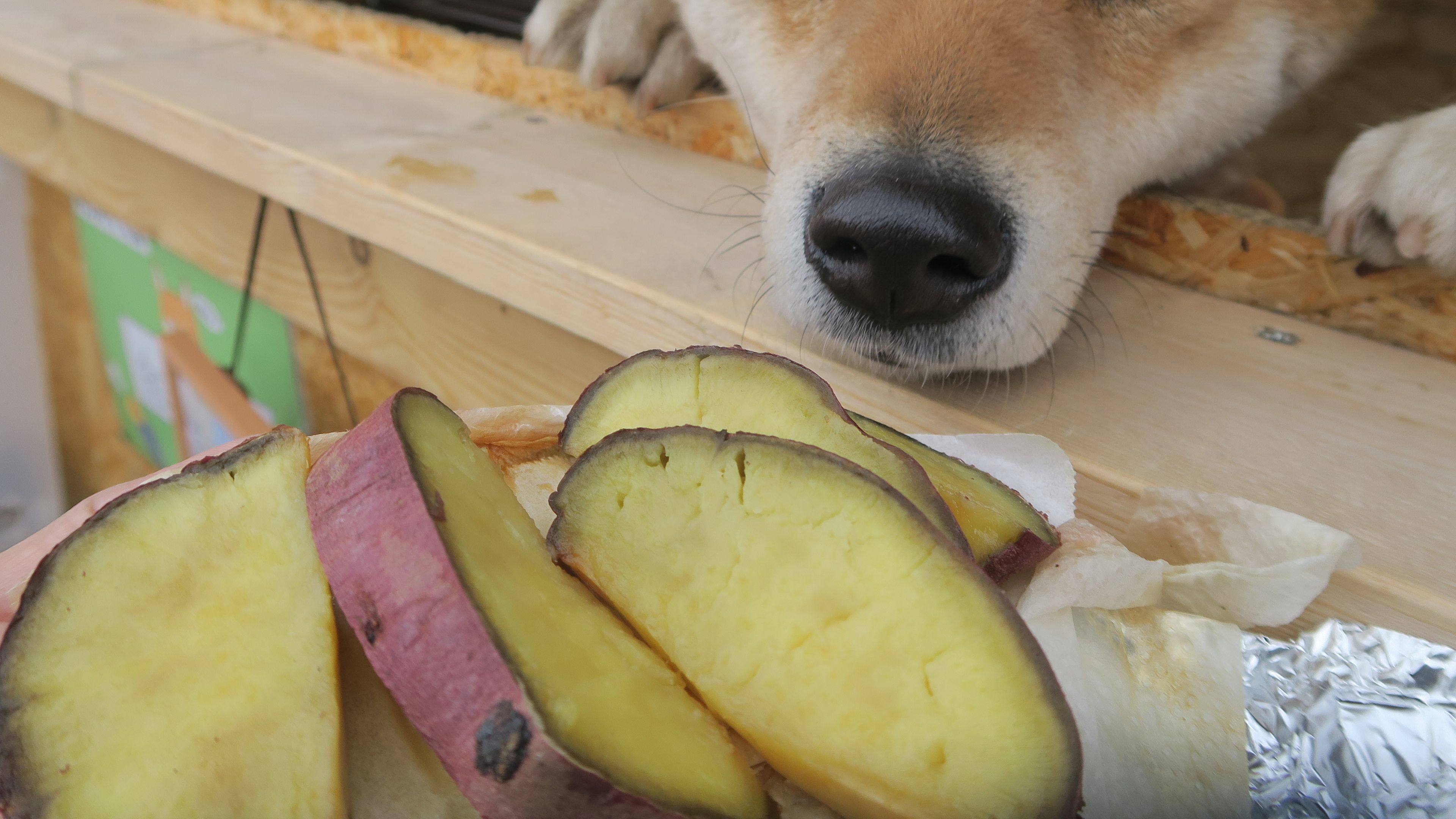 cane che osserva delle patate sbucciate