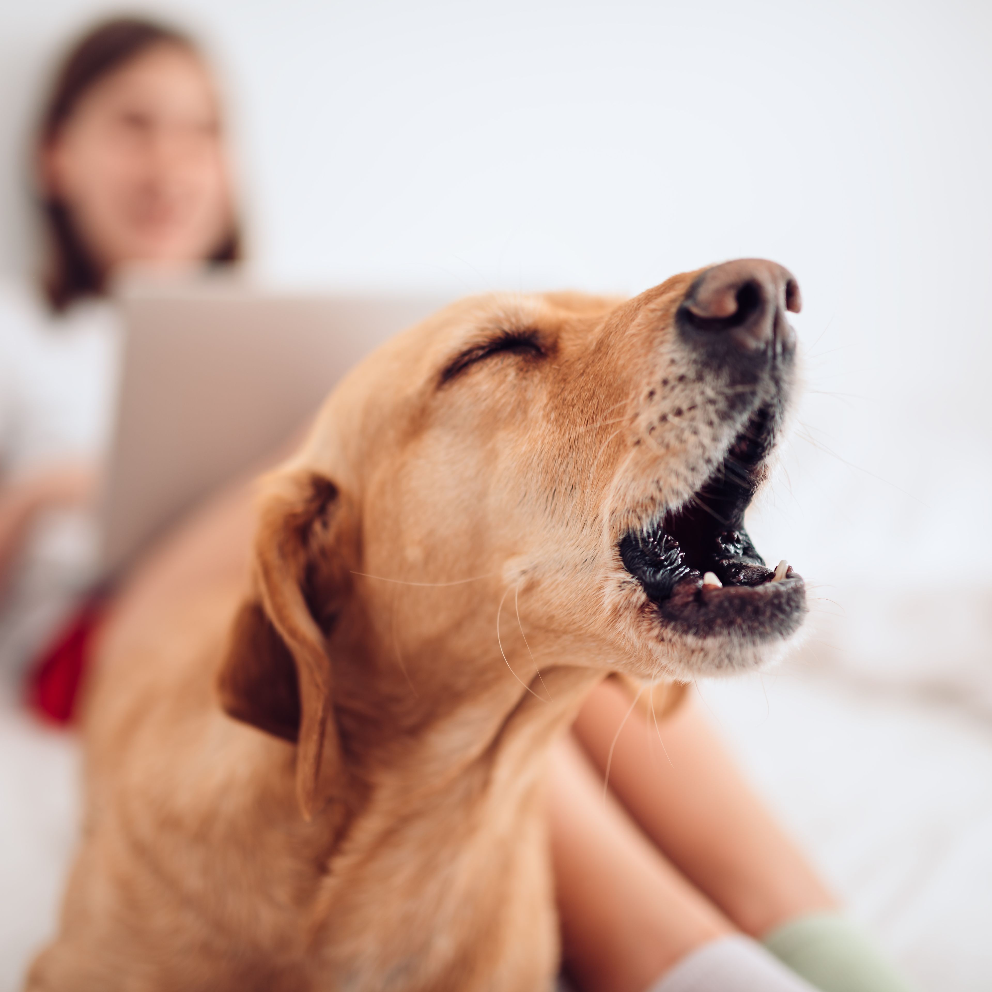 cane marrone sdraiato sul letto abbaia vicino a una ragazza che usa il laptop 