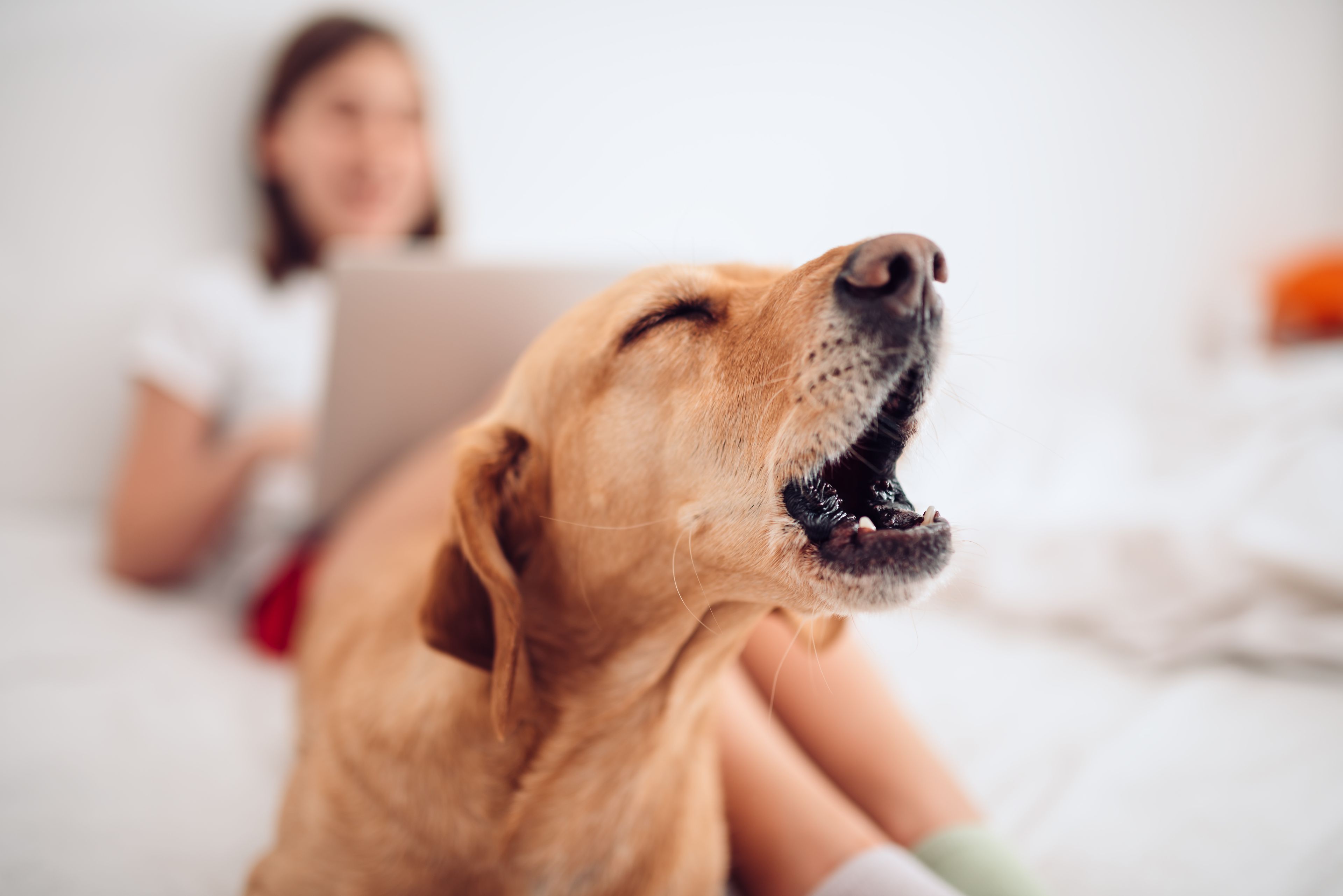cane marrone sdraiato sul letto abbaia vicino a una ragazza che usa il laptop 