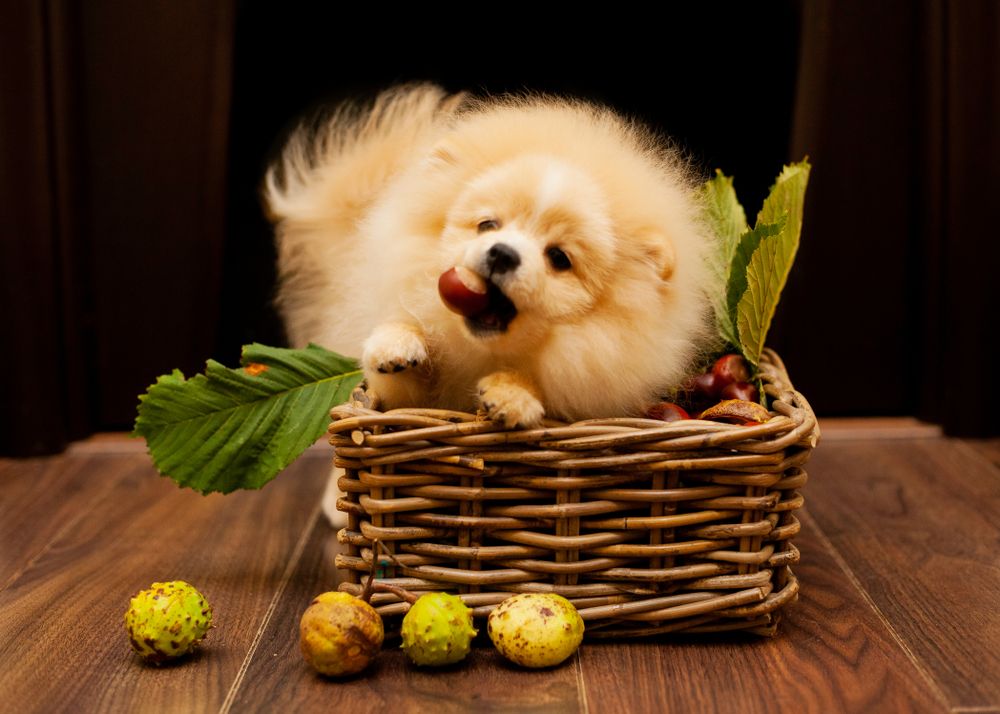 cane spitz felice con castagne nel cesto di vimini sul pavimento di legno