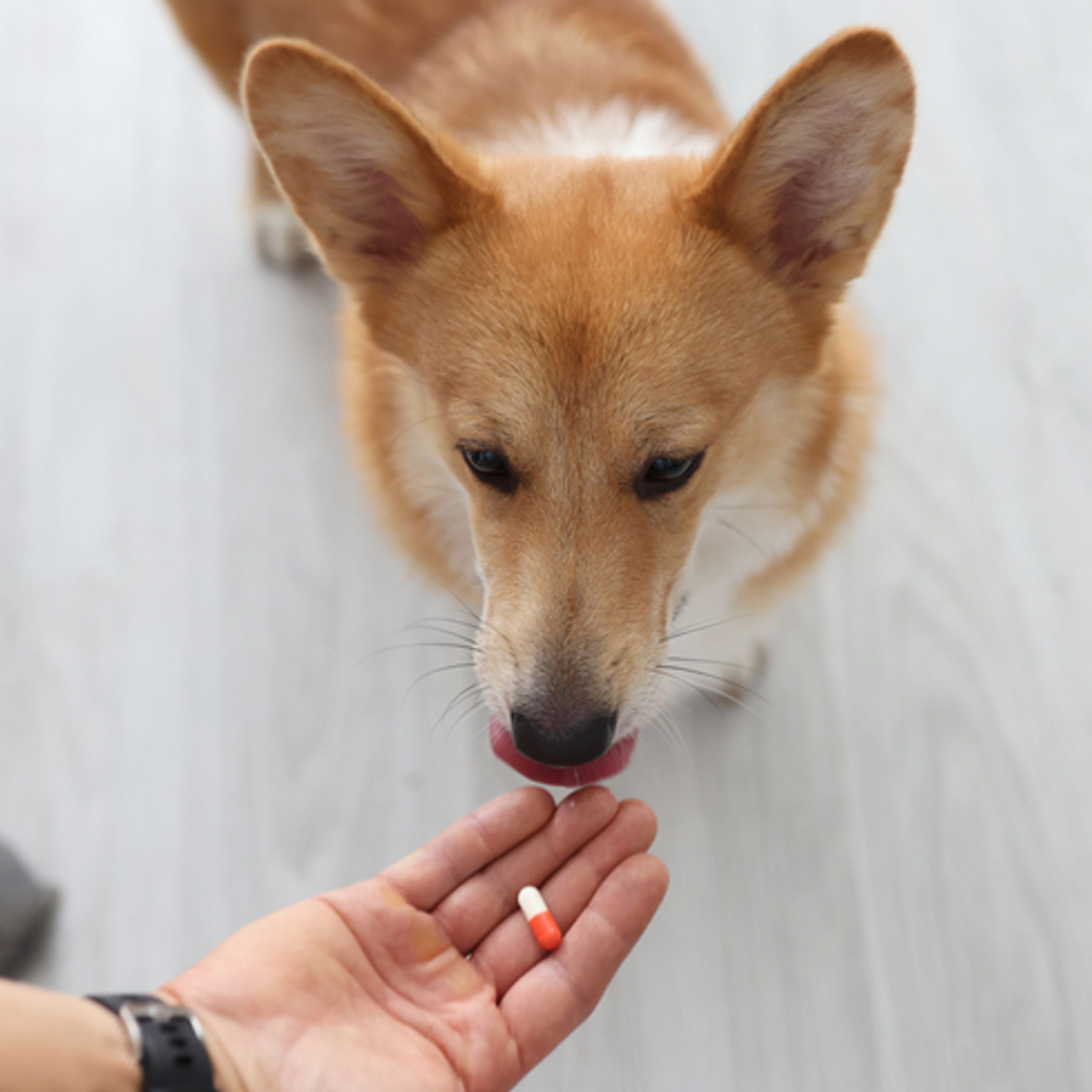cane prende la pillola dalla mano del proprietario 