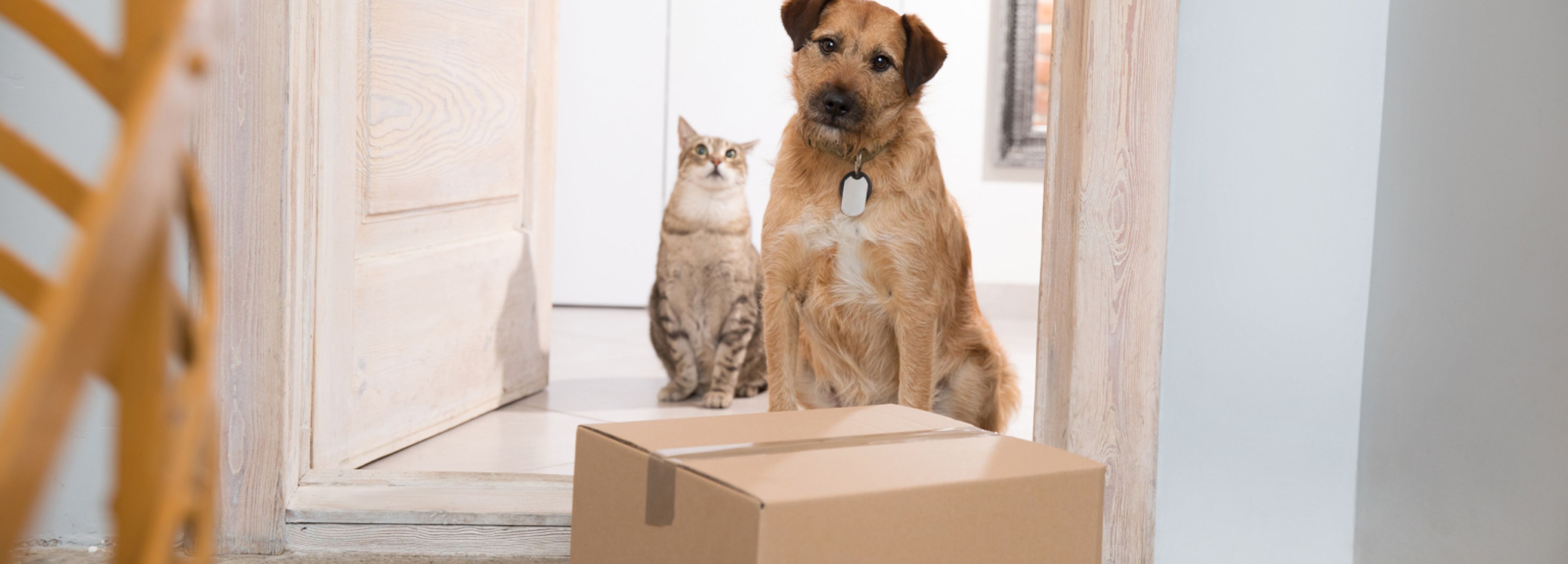 cane e gatto guardano pacco