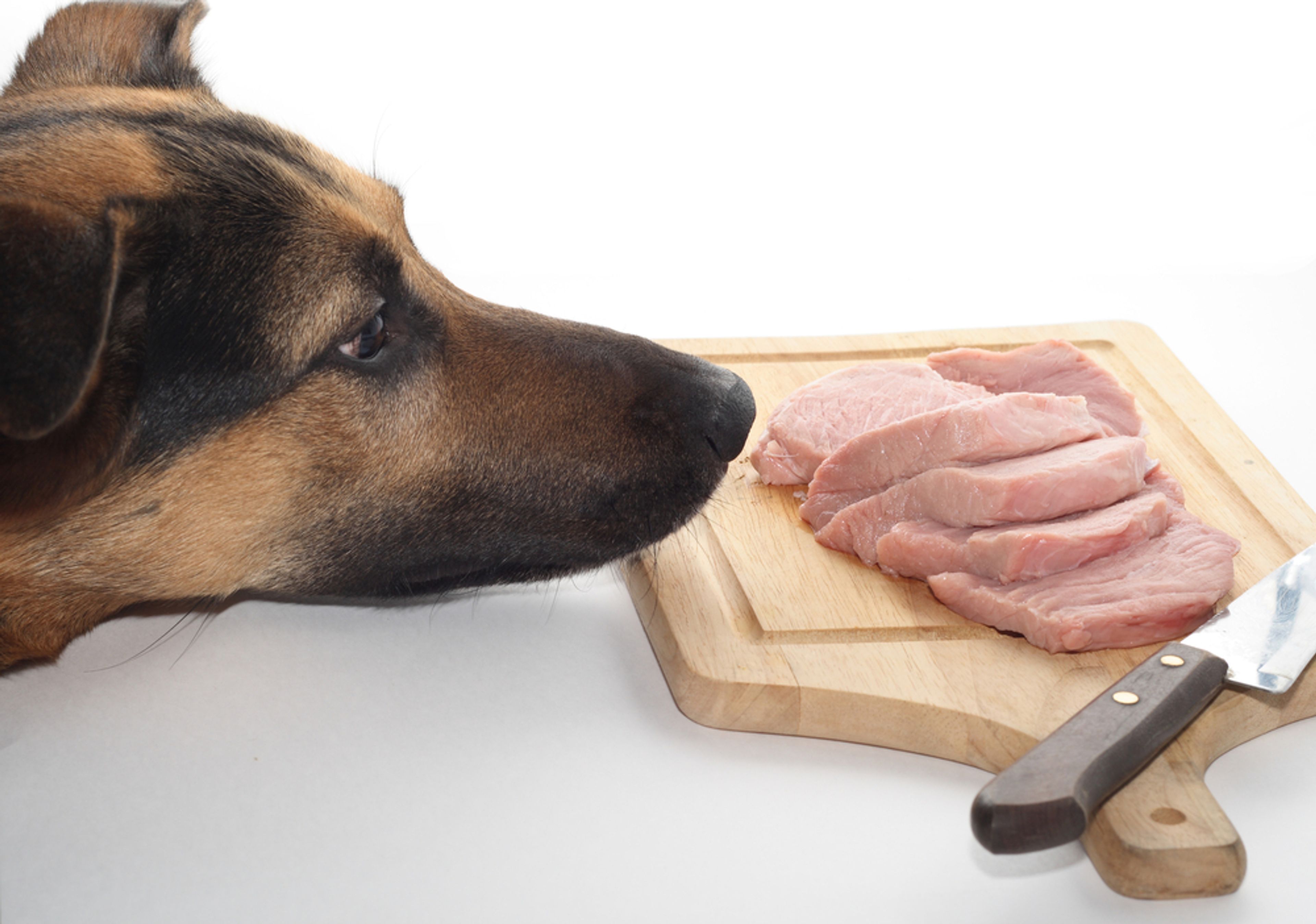 cane guarda vassoio con fettine di carne