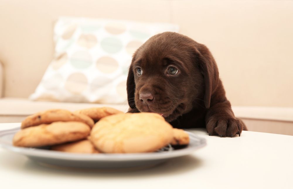 labrador marrone guarda piatto di biscotti