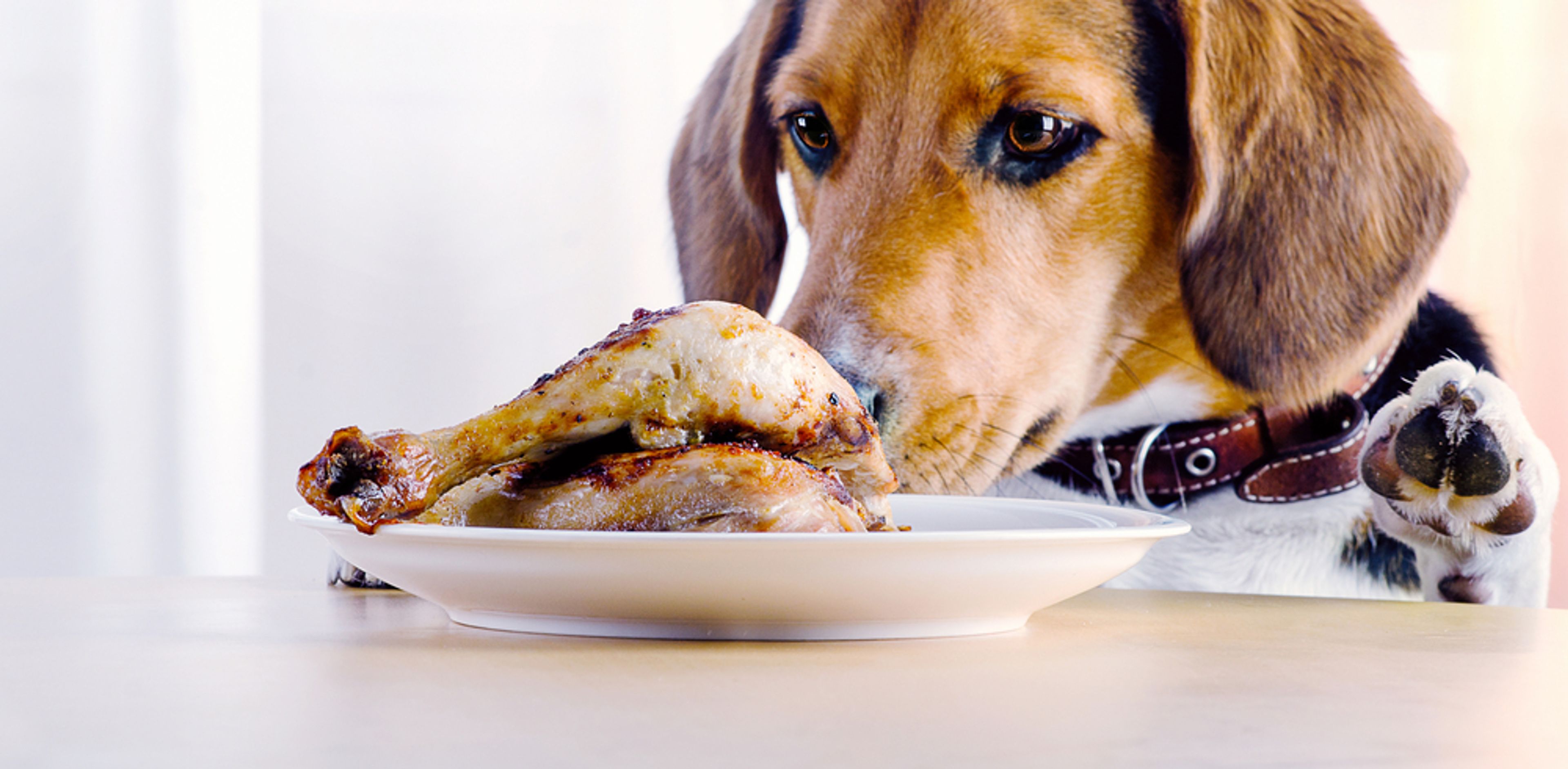beagle guarda una coscia di pollo nel piatto