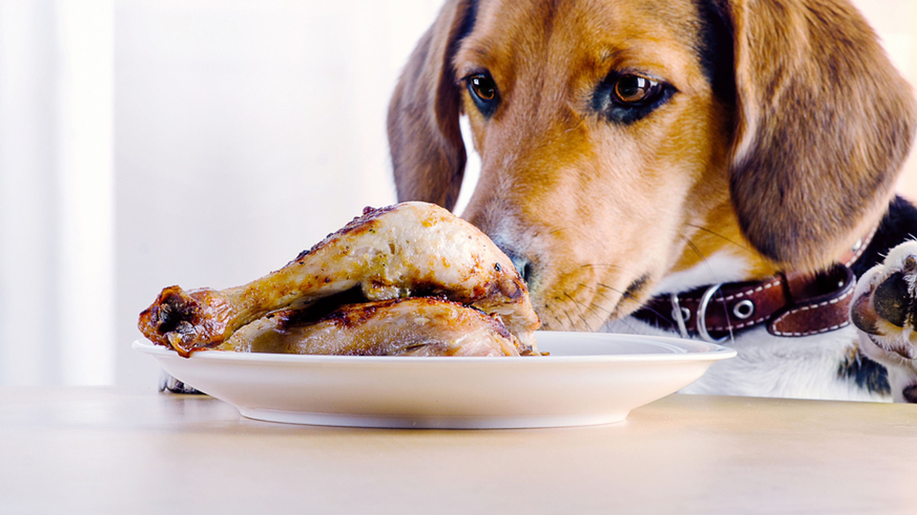 beagle guarda una coscia di pollo nel piatto