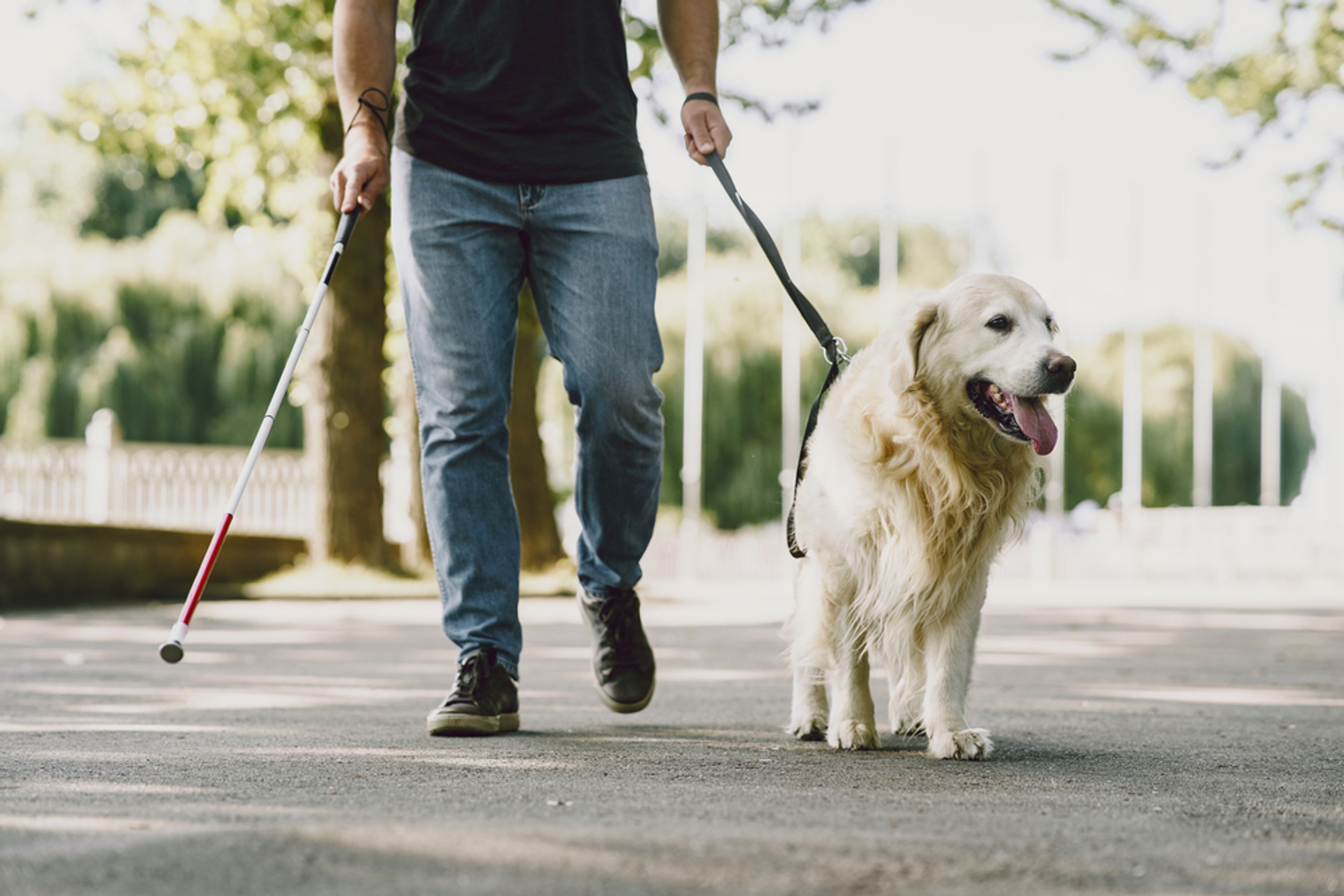 cane guida golden retriever passeggia con il suo padrone cieco