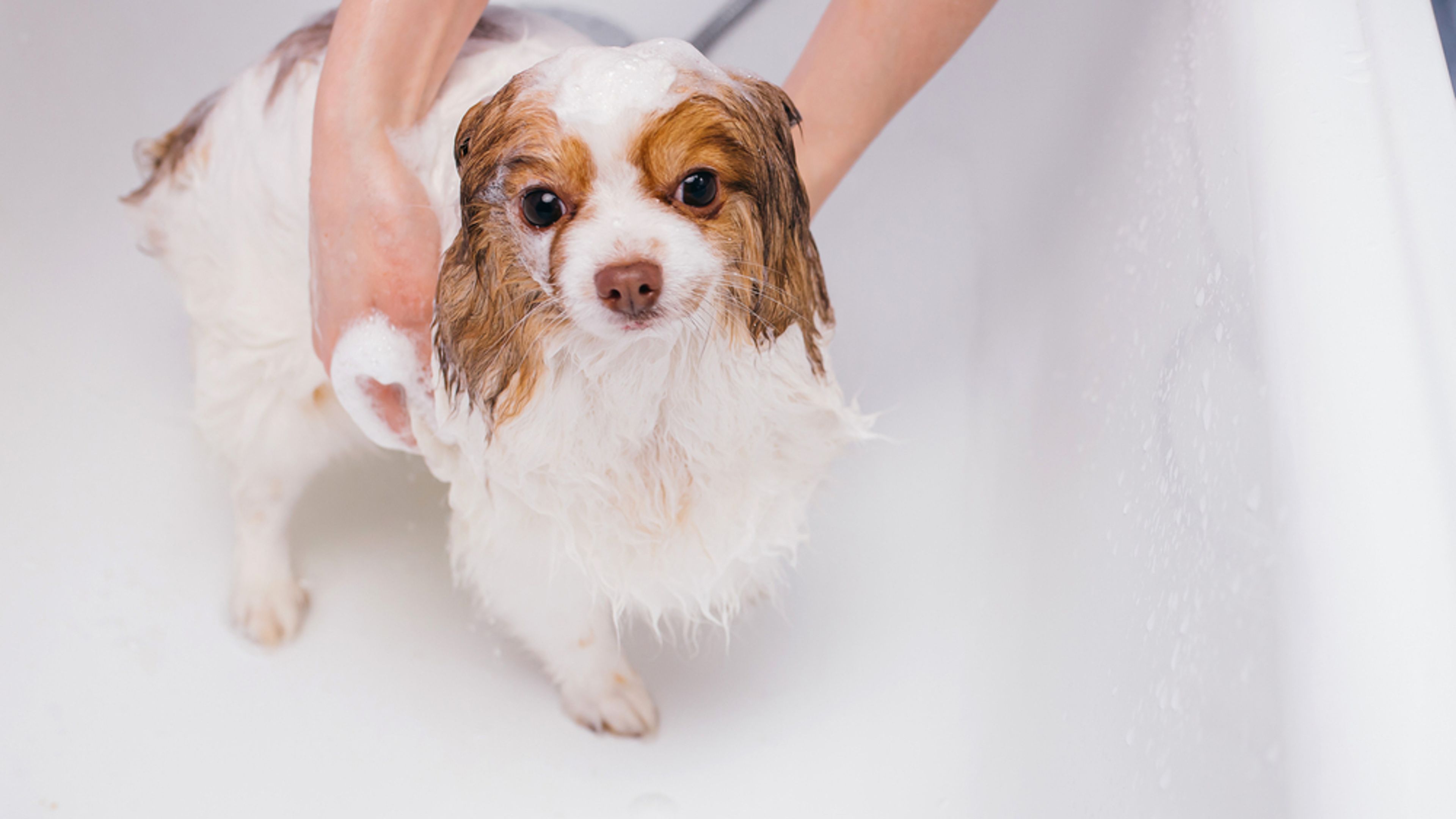 cucciolo di cane si fa il bagnetto nella vasca