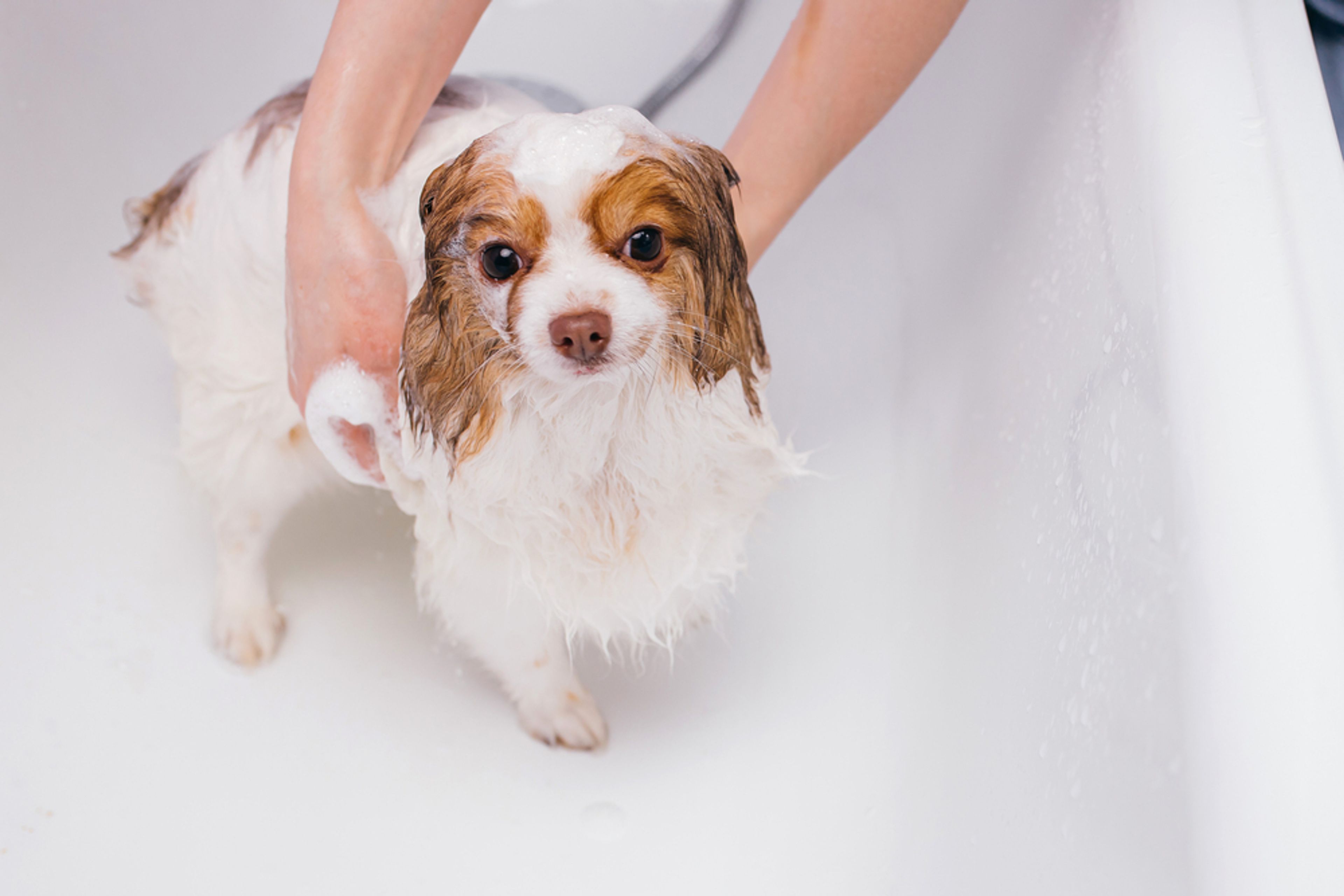 cucciolo di cane si fa il bagnetto nella vasca