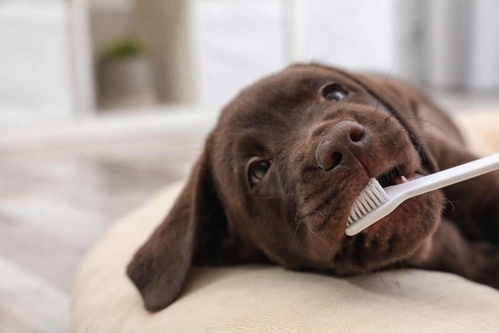  cucciolo di golden retriever marrone con spazzolino in bocca