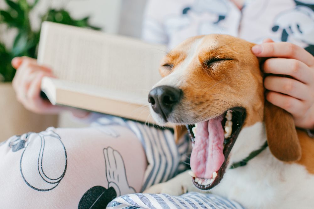 beagle sbadiglia mentre è sdraiato sulle gambe delle sua padrona che legge un libro
