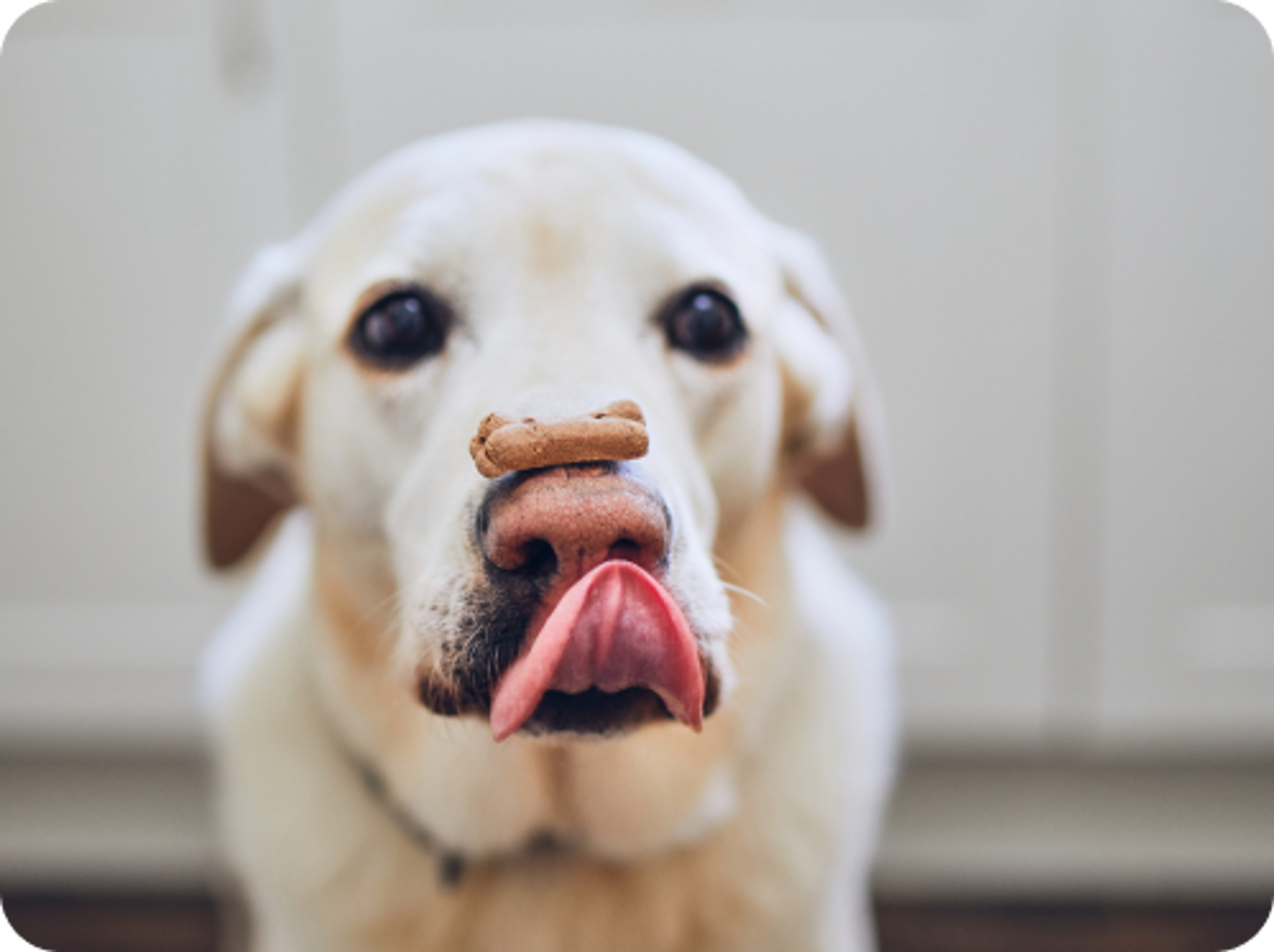 cane con biscottino