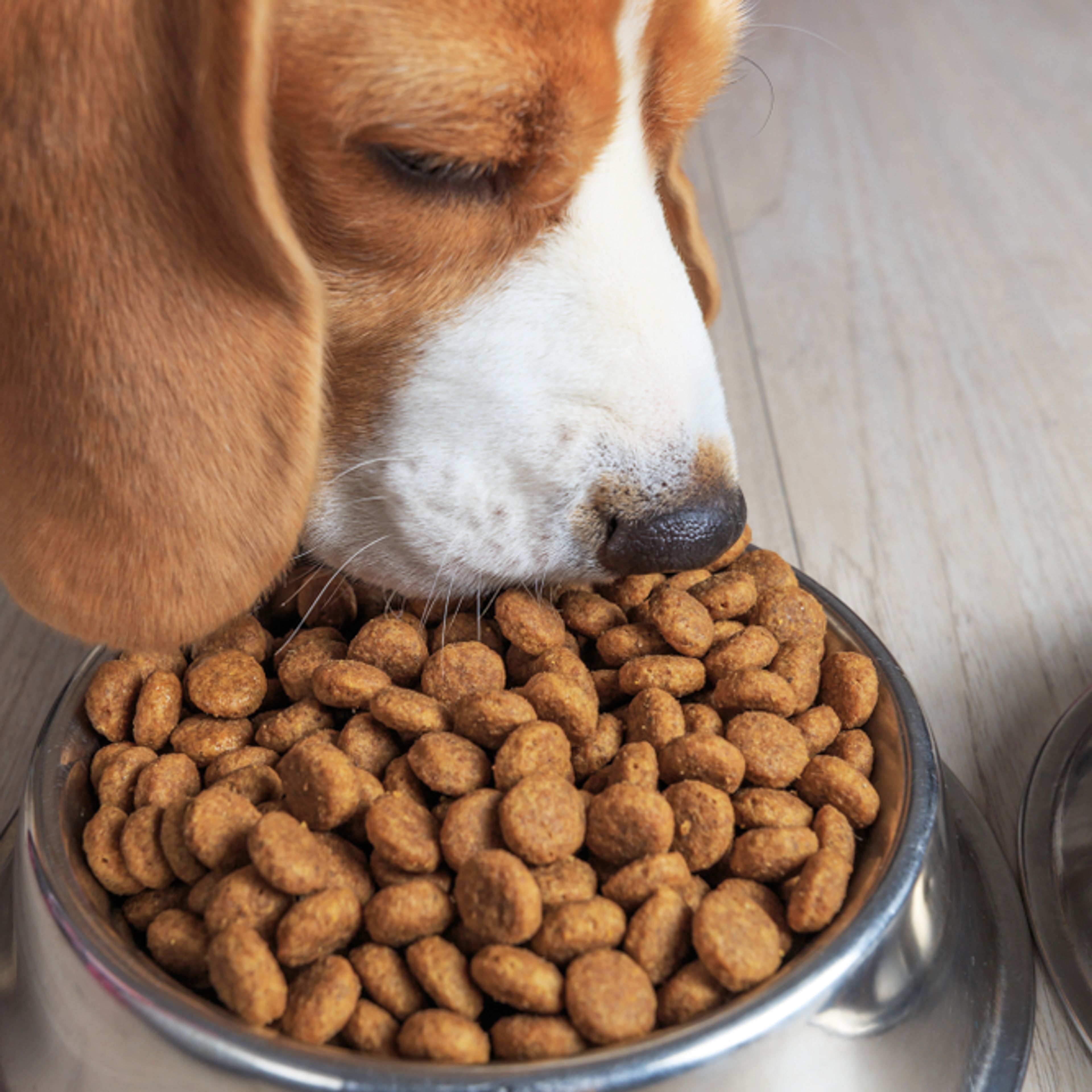 beagle che mangia