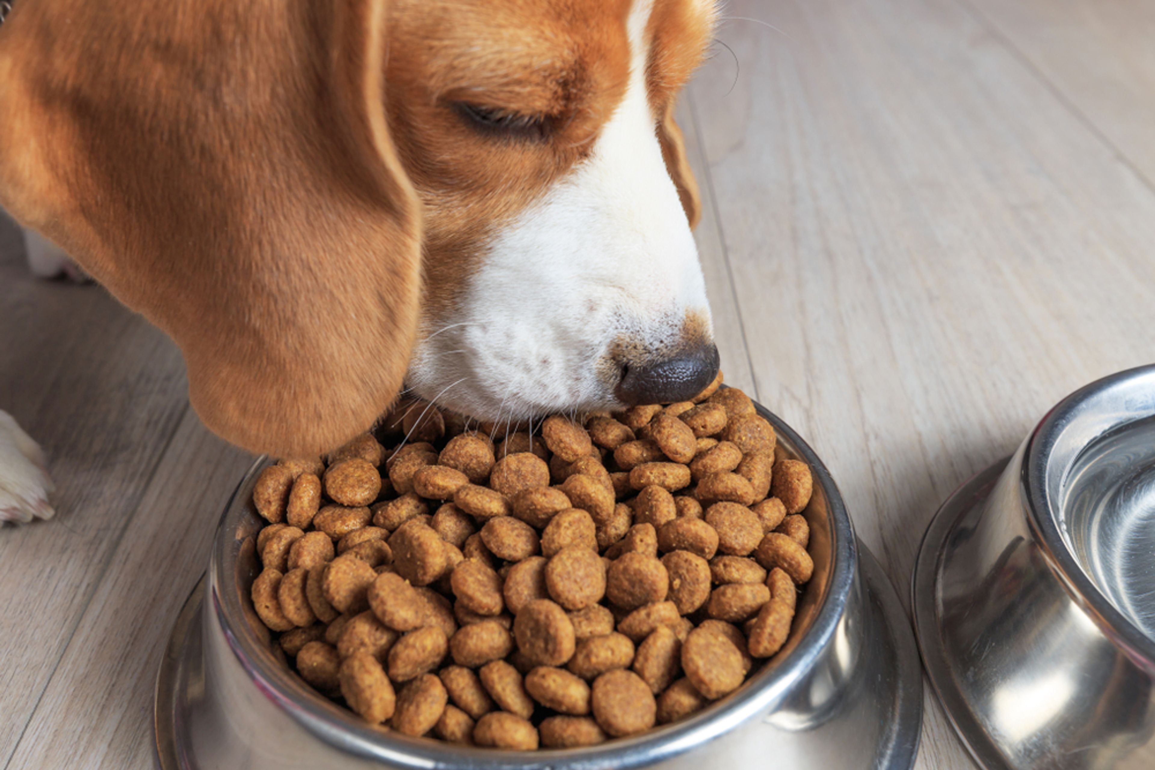 beagle mangia crocchette