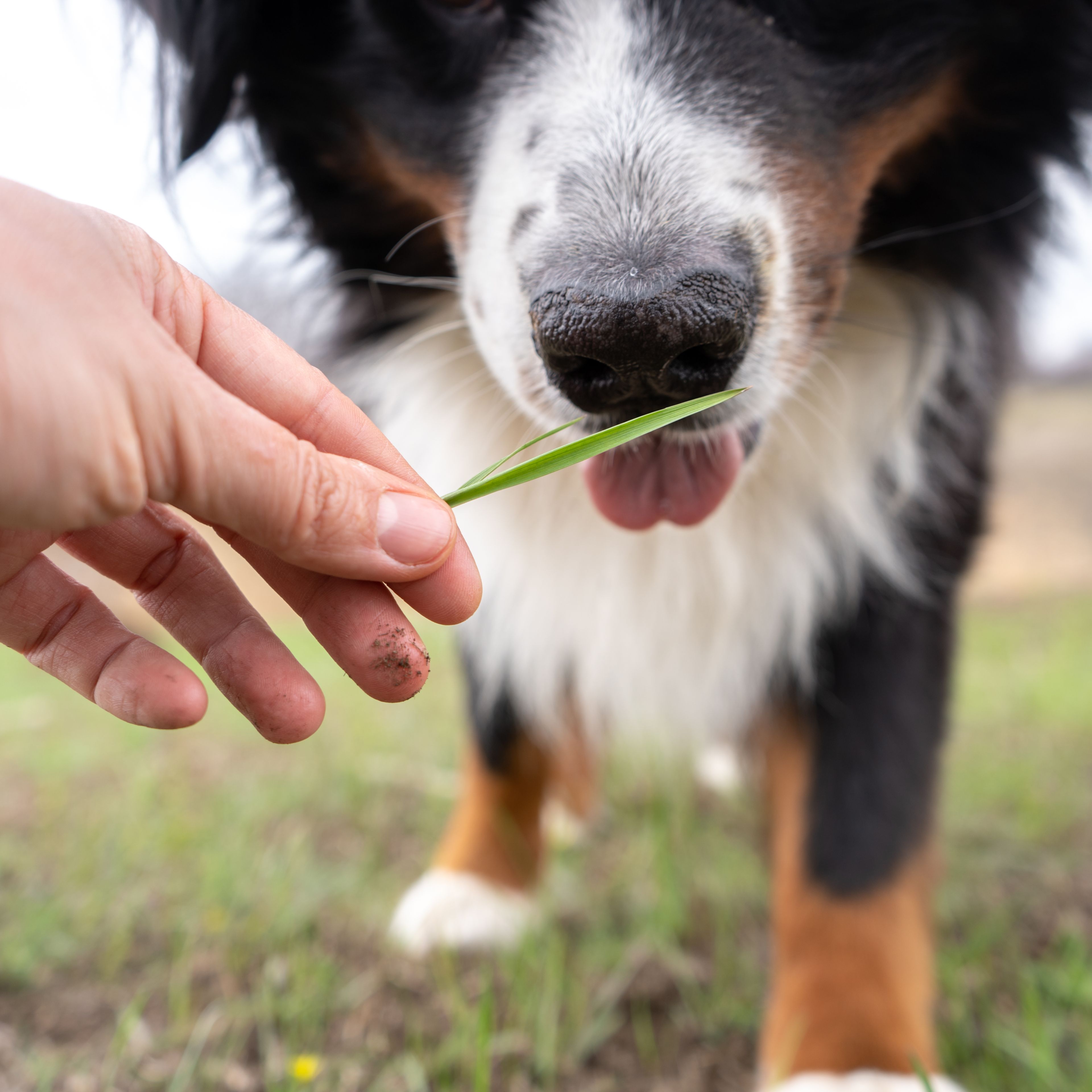 cane assaggia erba dal padrone