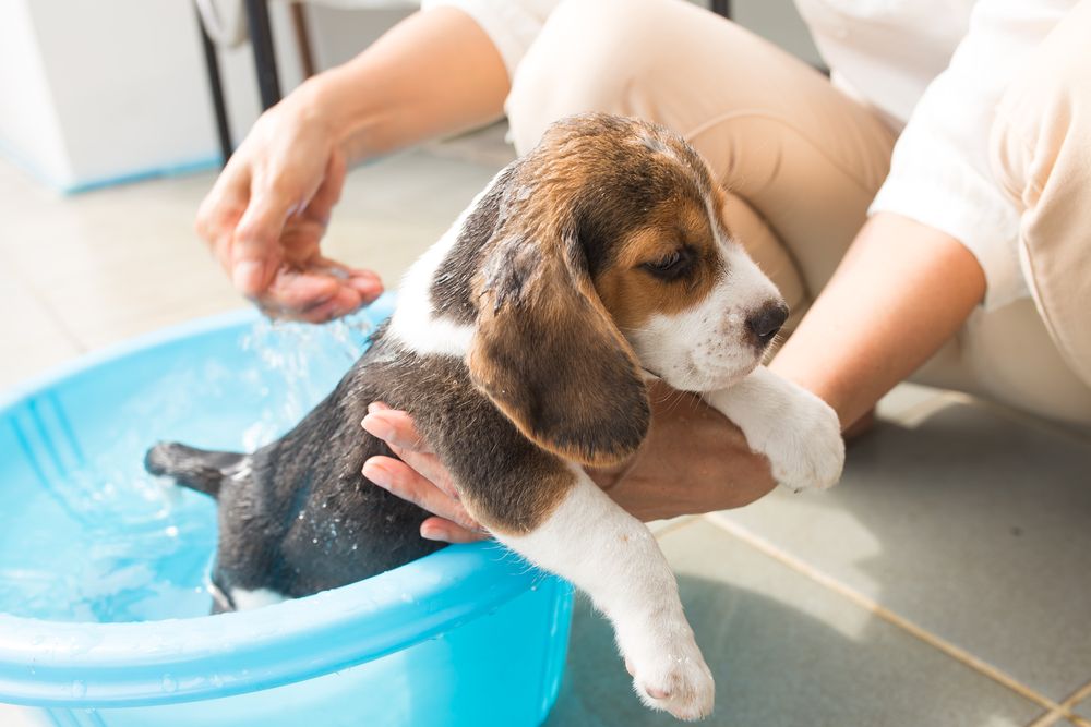 cucciolo di beagle fa il bagnetto in una bacinella blu